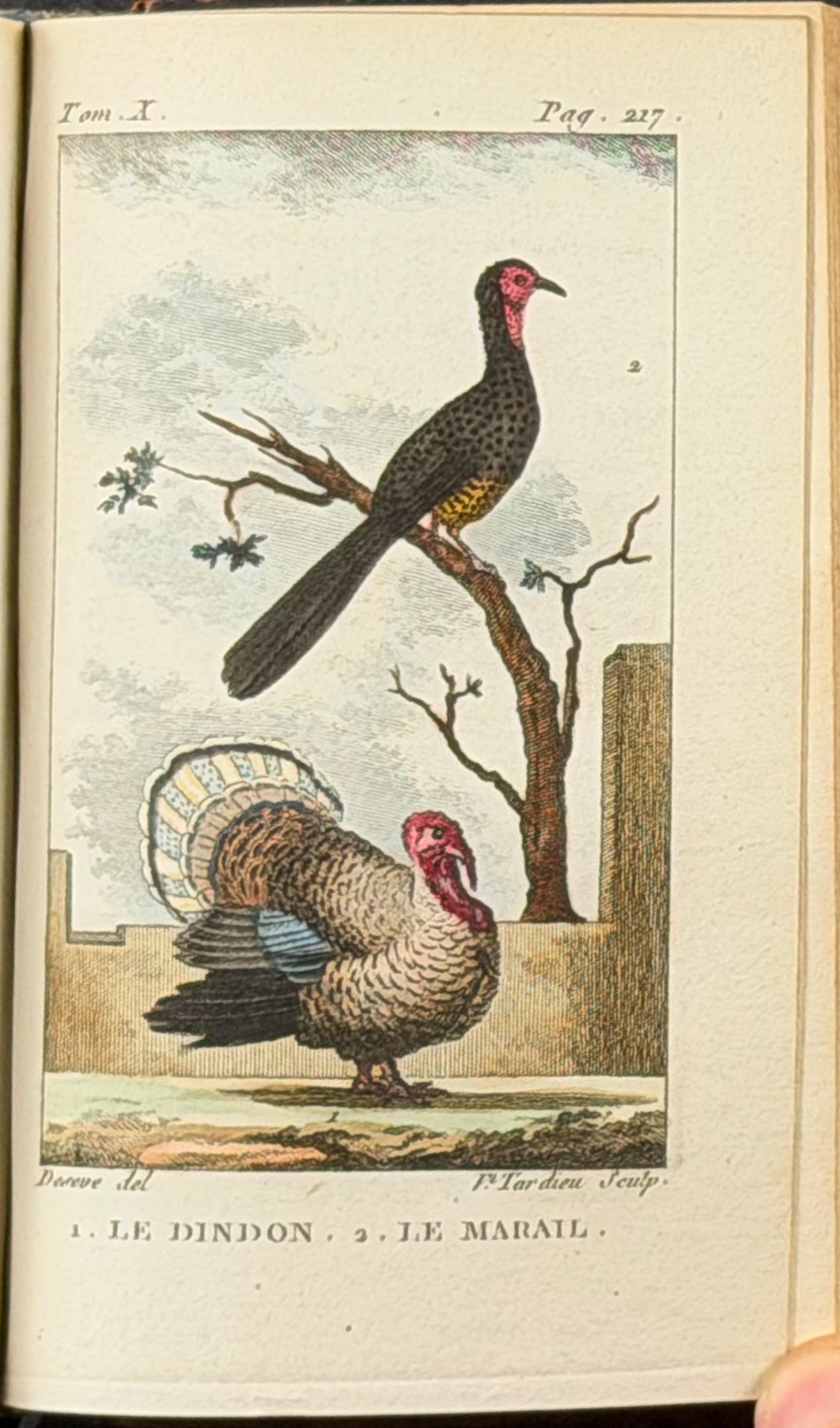 Buffon's Histoire Naturelle - 16 Volumes with 123 Originally Hand Colored Engravings