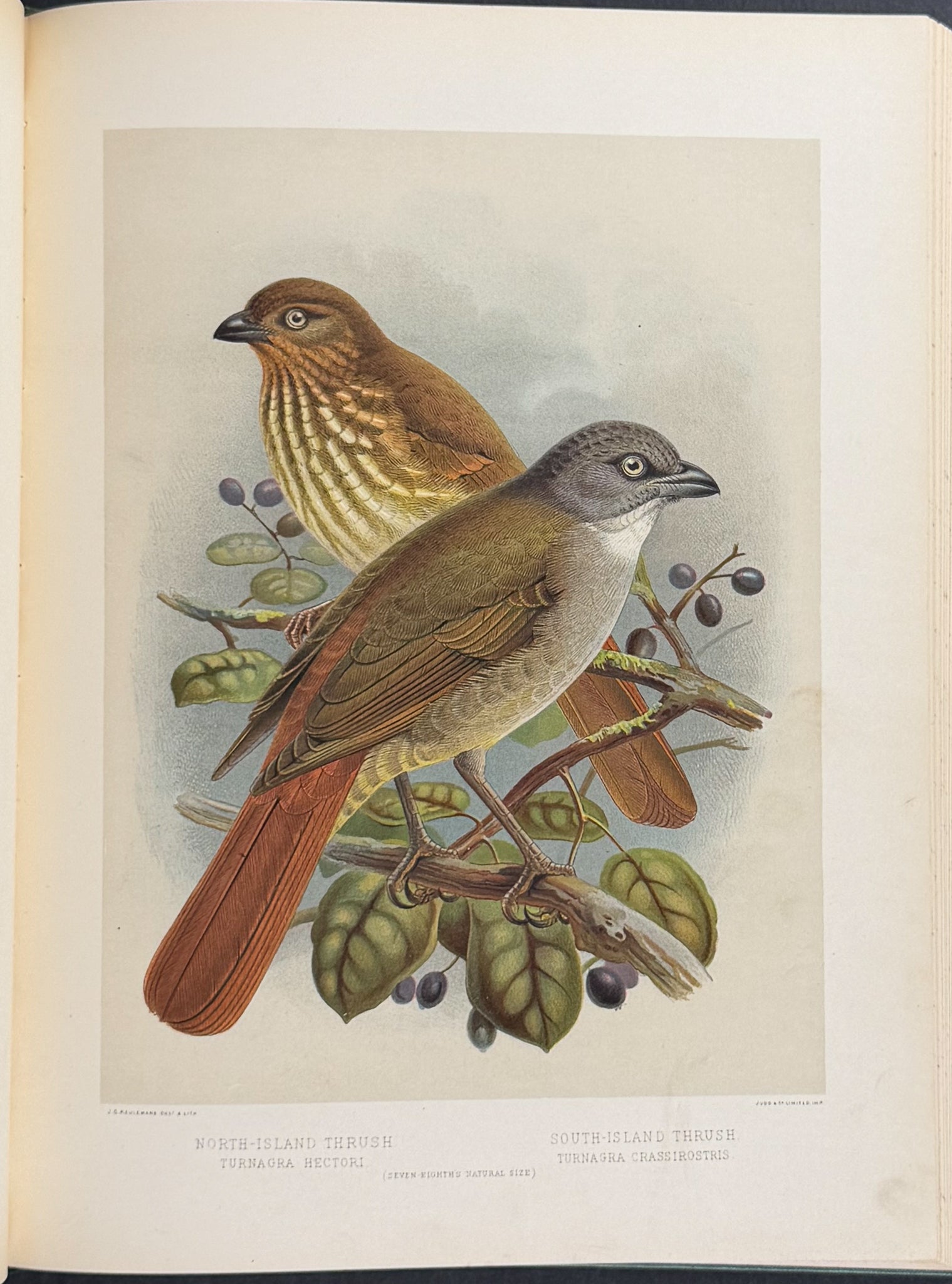 Buller & Keuleman's Birds of New Zealand -Two Volumes with 48 Colored Lithographs