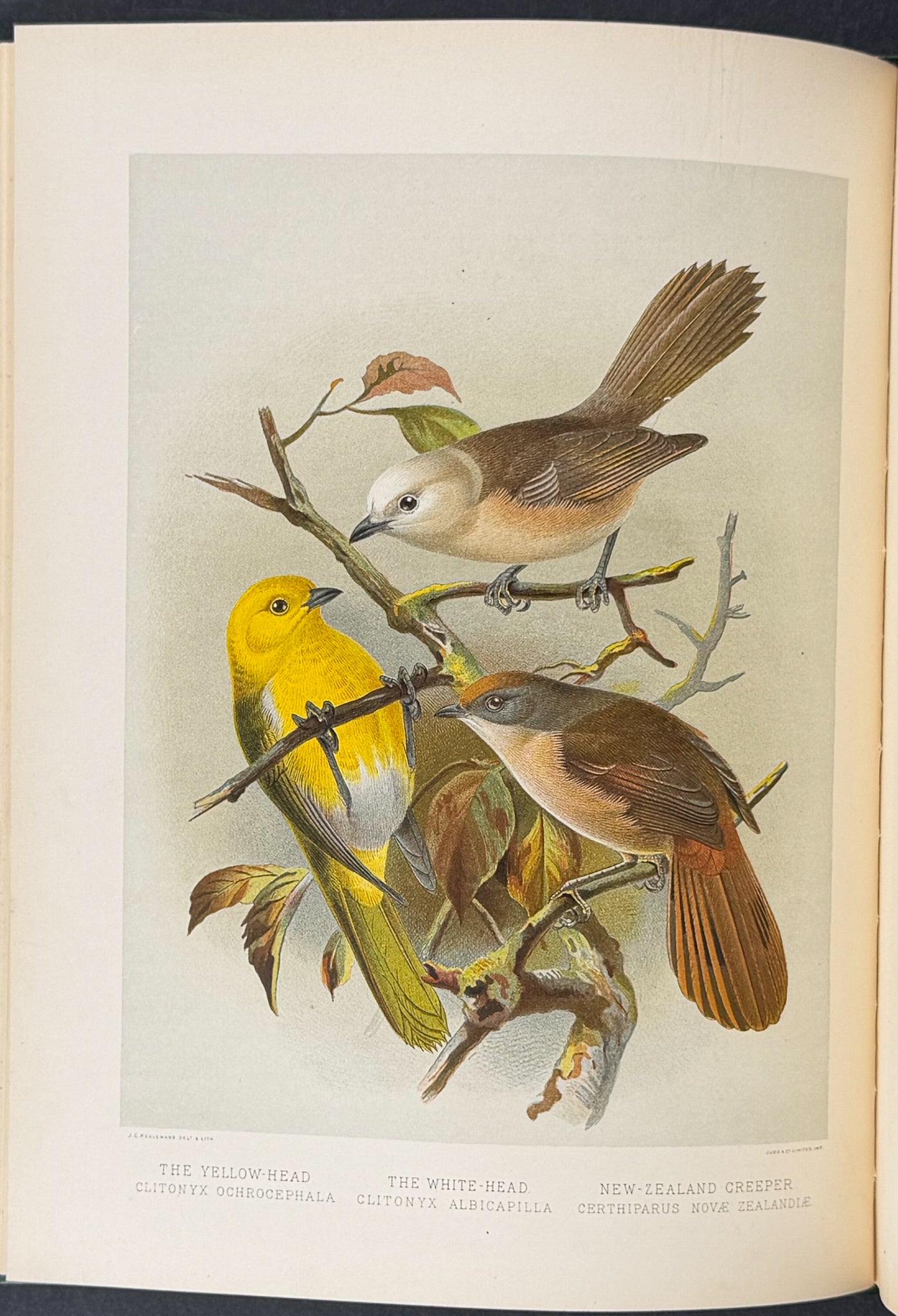 Buller & Keuleman's Birds of New Zealand -Two Volumes with 48 Colored Lithographs