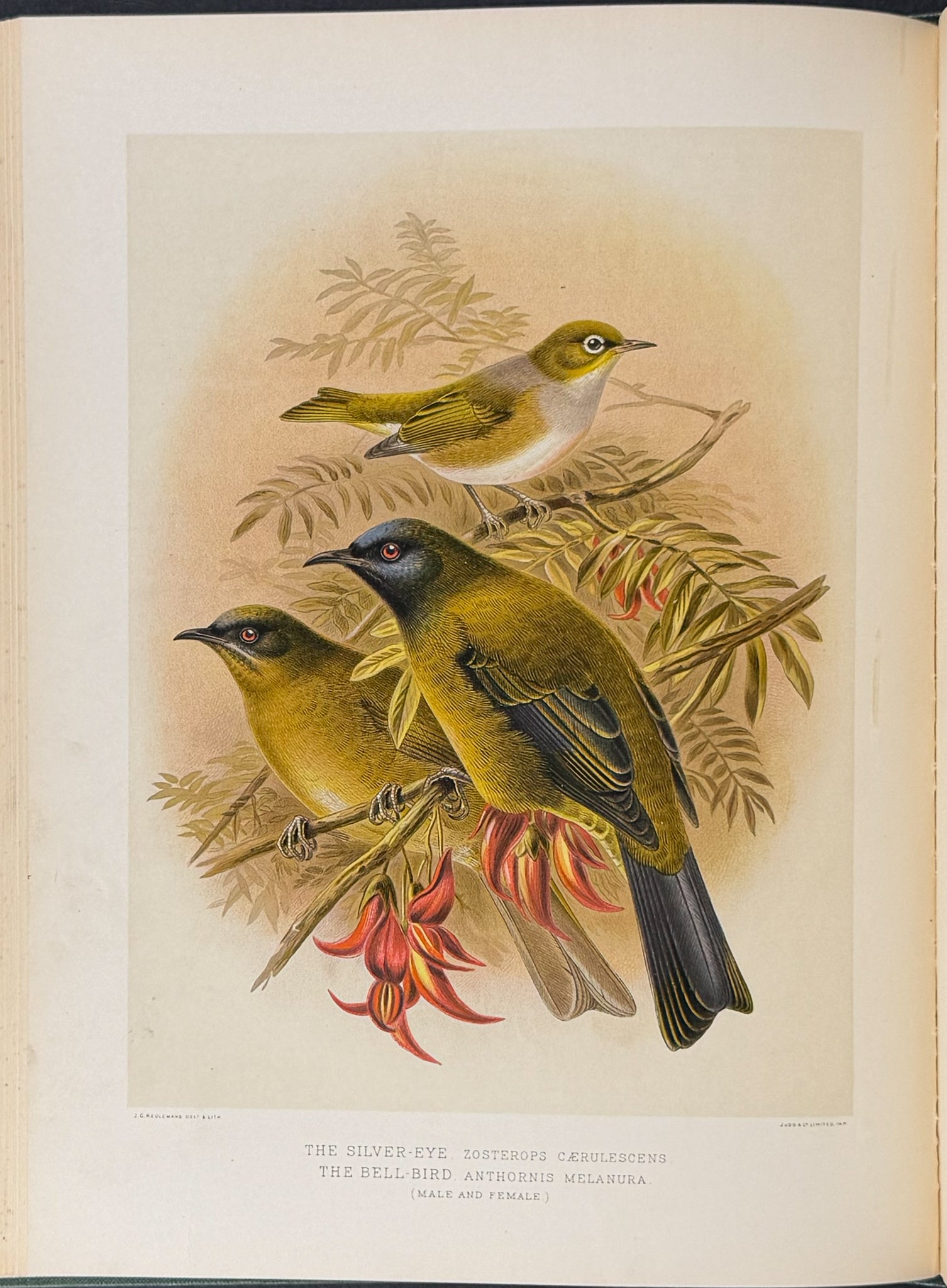 Buller & Keuleman's Birds of New Zealand -Two Volumes with 48 Colored Lithographs