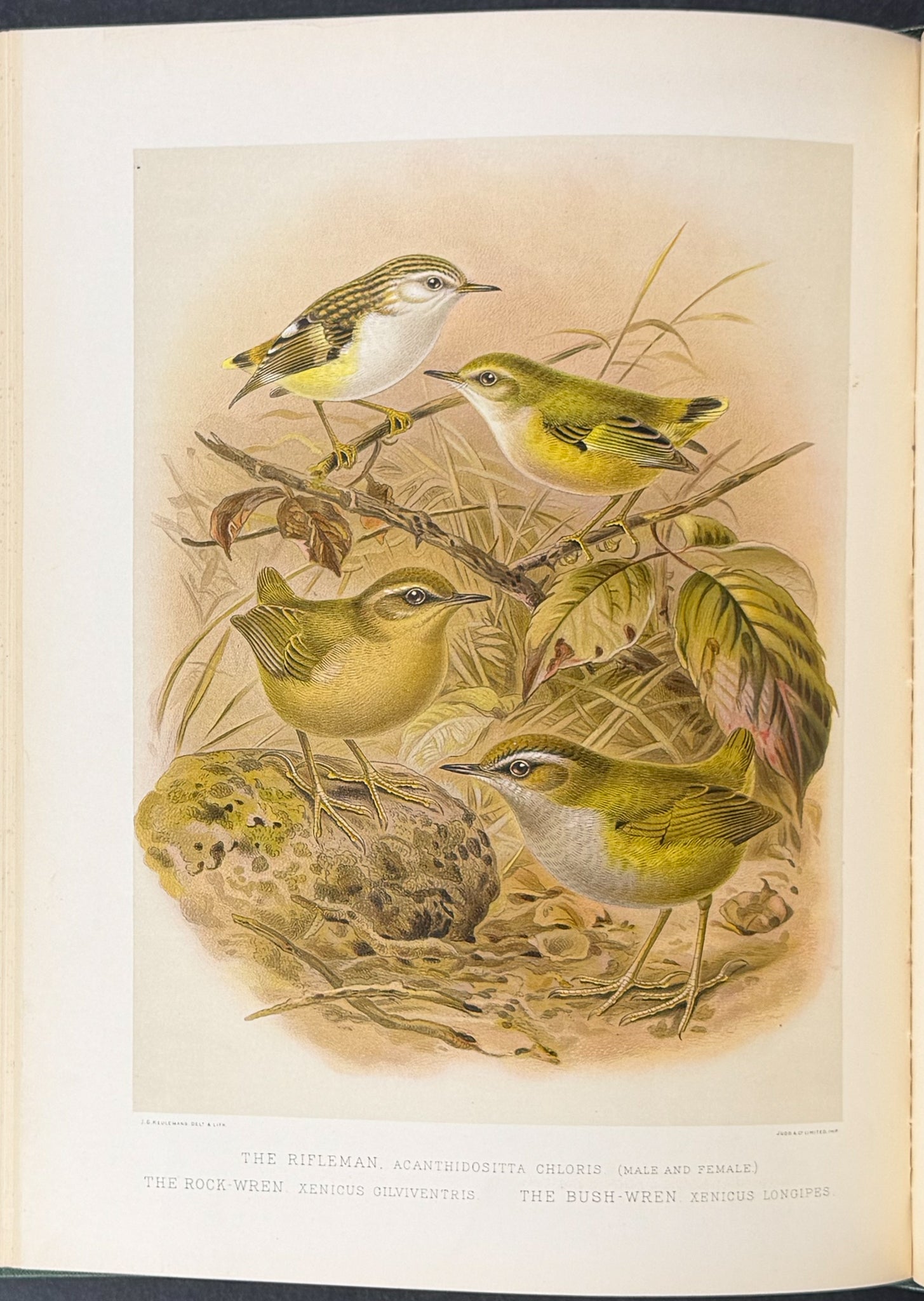 Buller & Keuleman's Birds of New Zealand -Two Volumes with 48 Colored Lithographs
