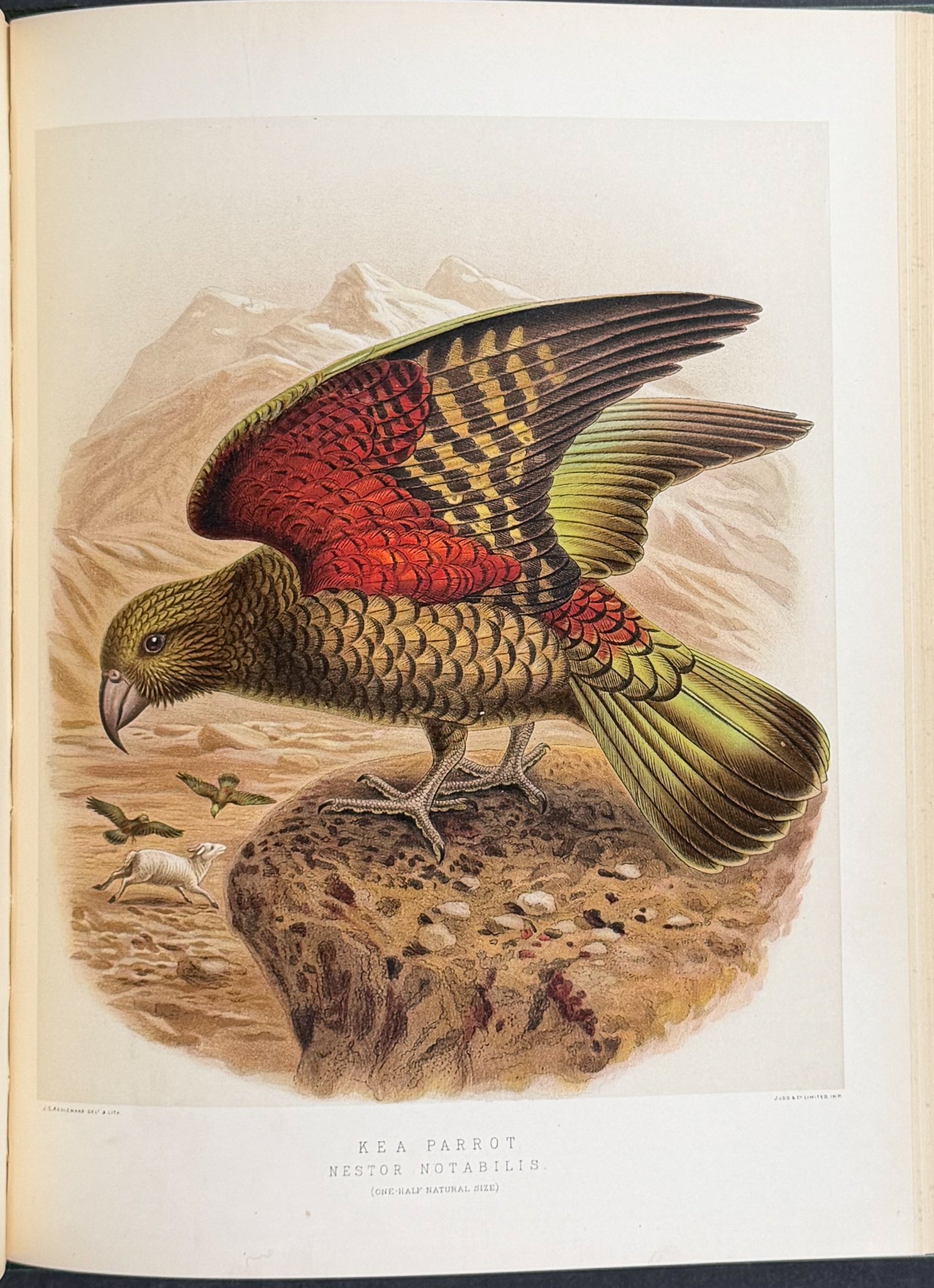 Buller & Keuleman's Birds of New Zealand -Two Volumes with 48 Colored Lithographs