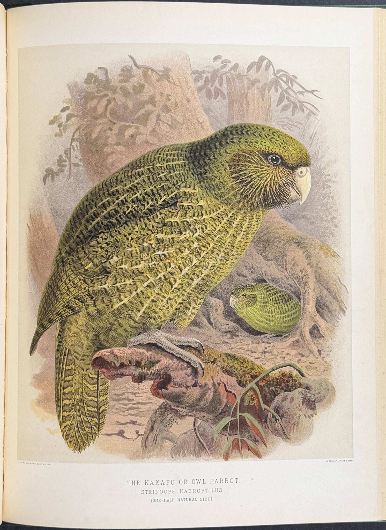 Buller & Keuleman's Birds of New Zealand -Two Volumes with 48 Colored Lithographs