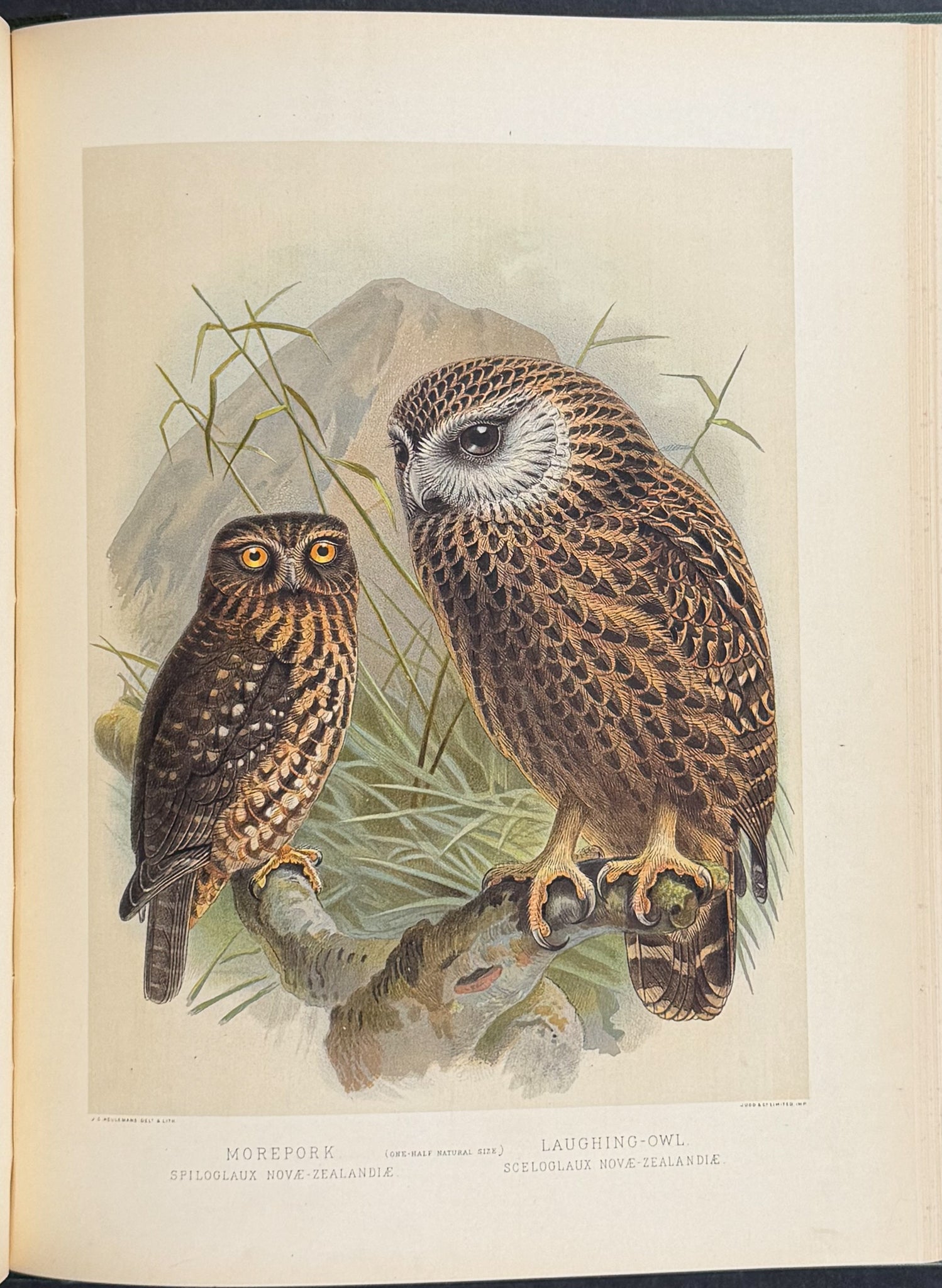 Buller & Keuleman's Birds of New Zealand -Two Volumes with 48 Colored Lithographs