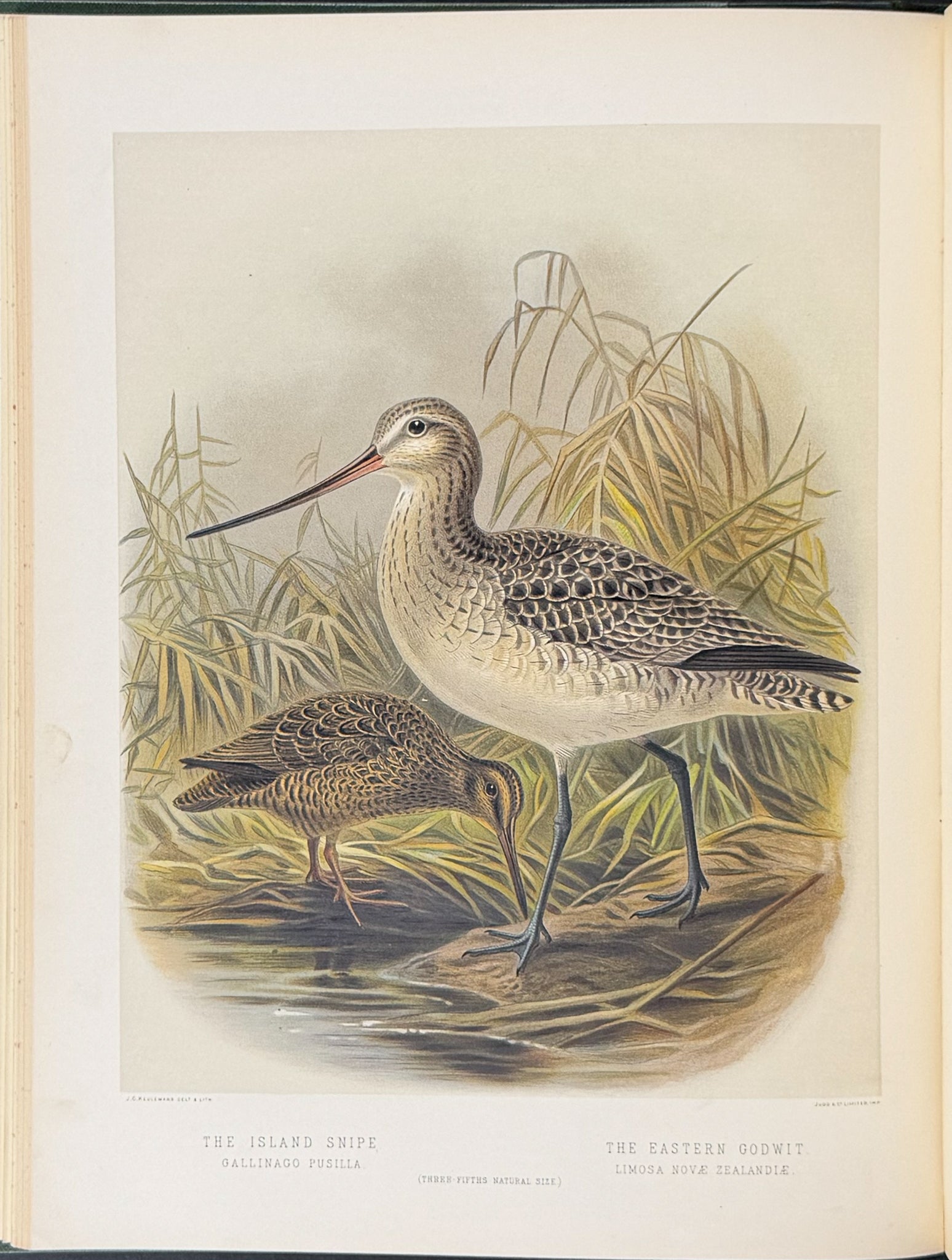 Buller & Keuleman's Birds of New Zealand -Two Volumes with 48 Colored Lithographs