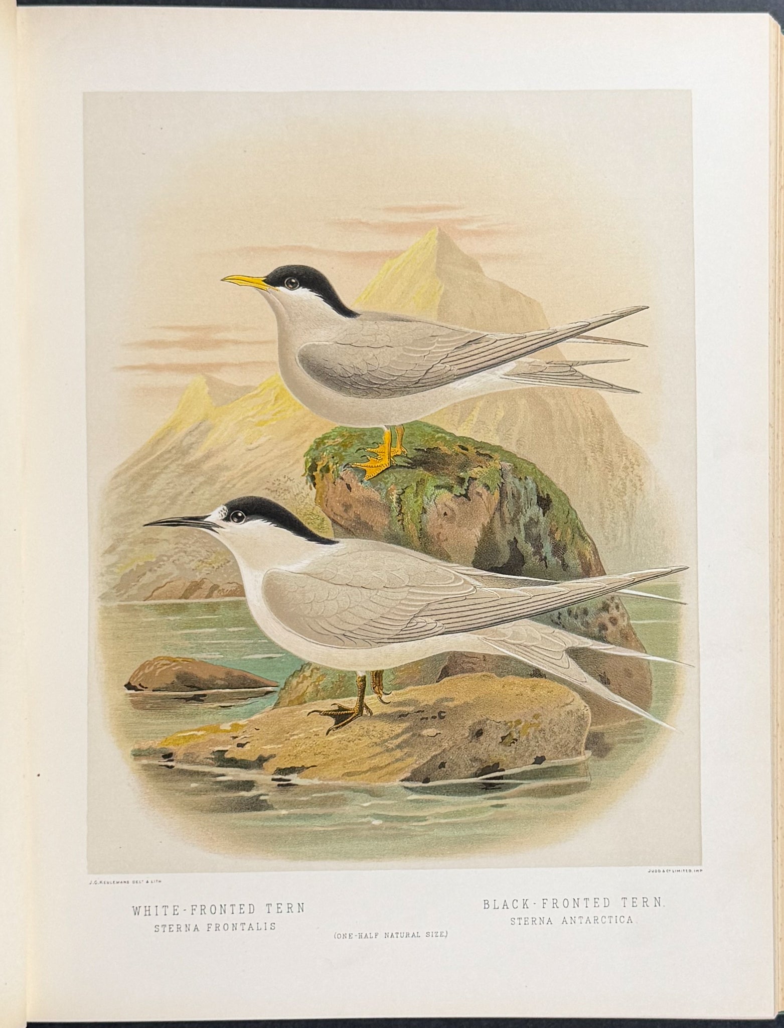 Buller & Keuleman's Birds of New Zealand -Two Volumes with 48 Colored Lithographs