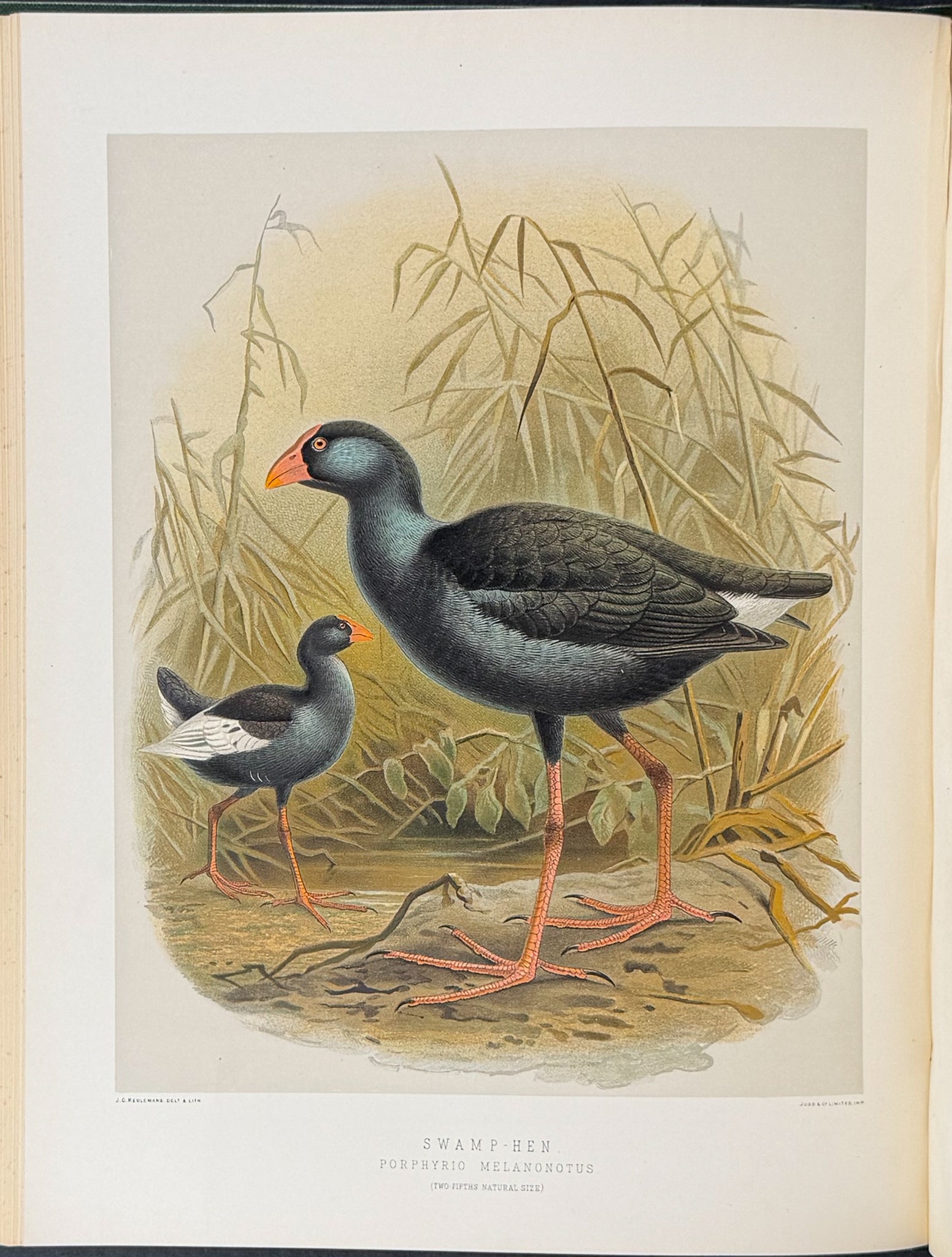 Buller & Keuleman's Birds of New Zealand -Two Volumes with 48 Colored Lithographs