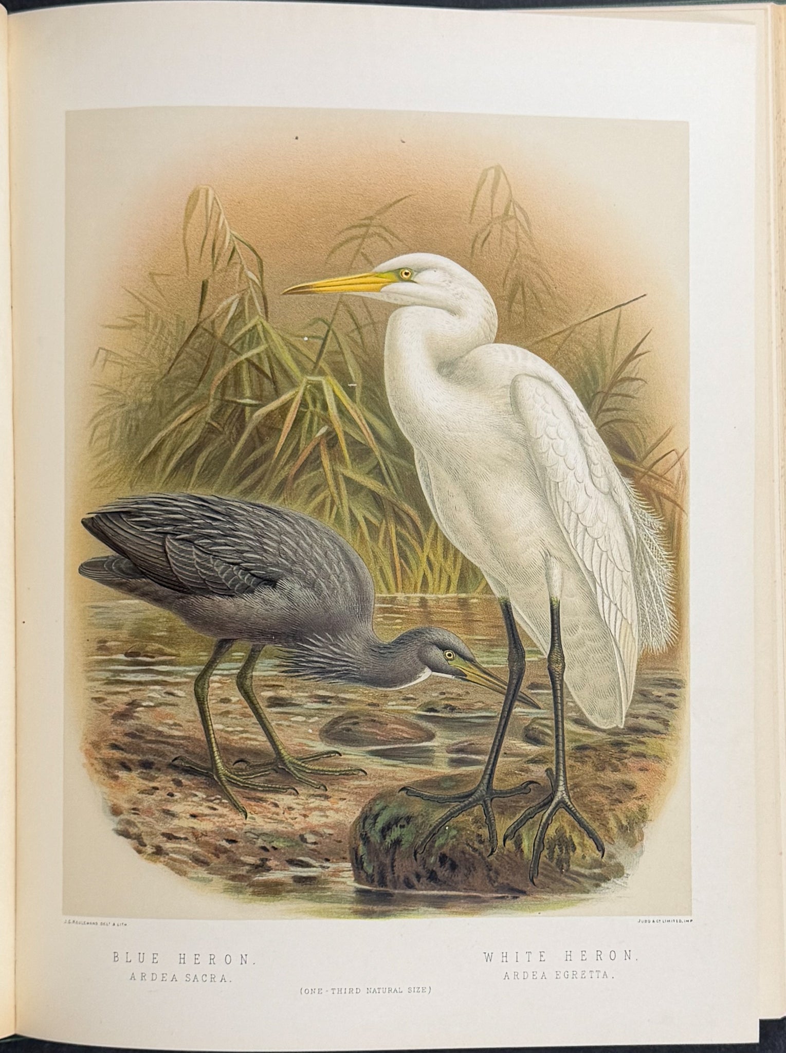 Buller & Keuleman's Birds of New Zealand -Two Volumes with 48 Colored Lithographs
