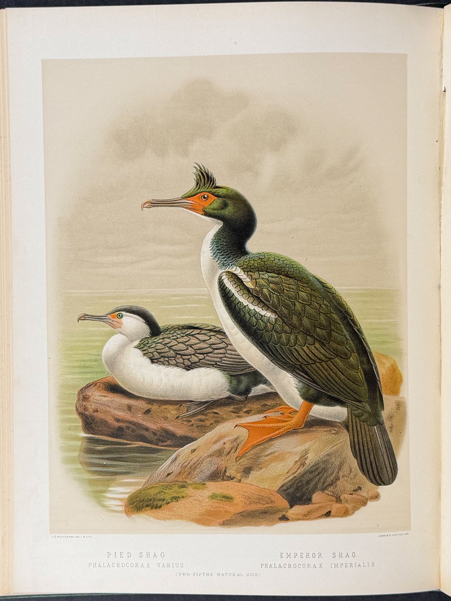 Buller & Keuleman's Birds of New Zealand -Two Volumes with 48 Colored Lithographs
