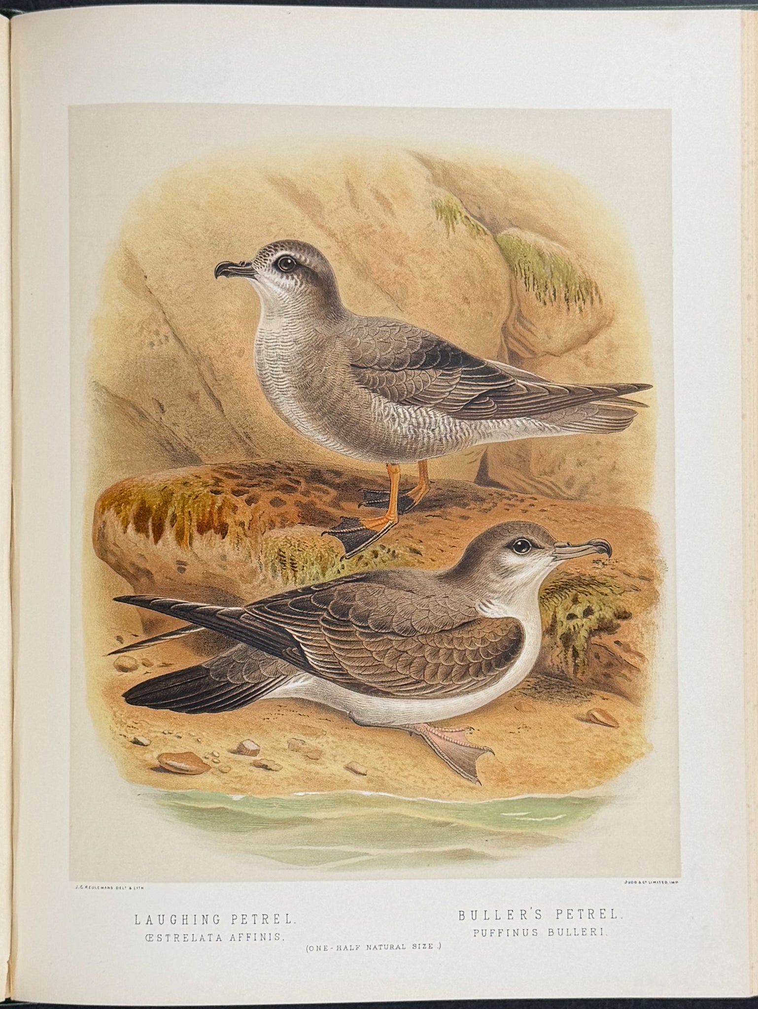 Buller & Keuleman's Birds of New Zealand -Two Volumes with 48 Colored Lithographs
