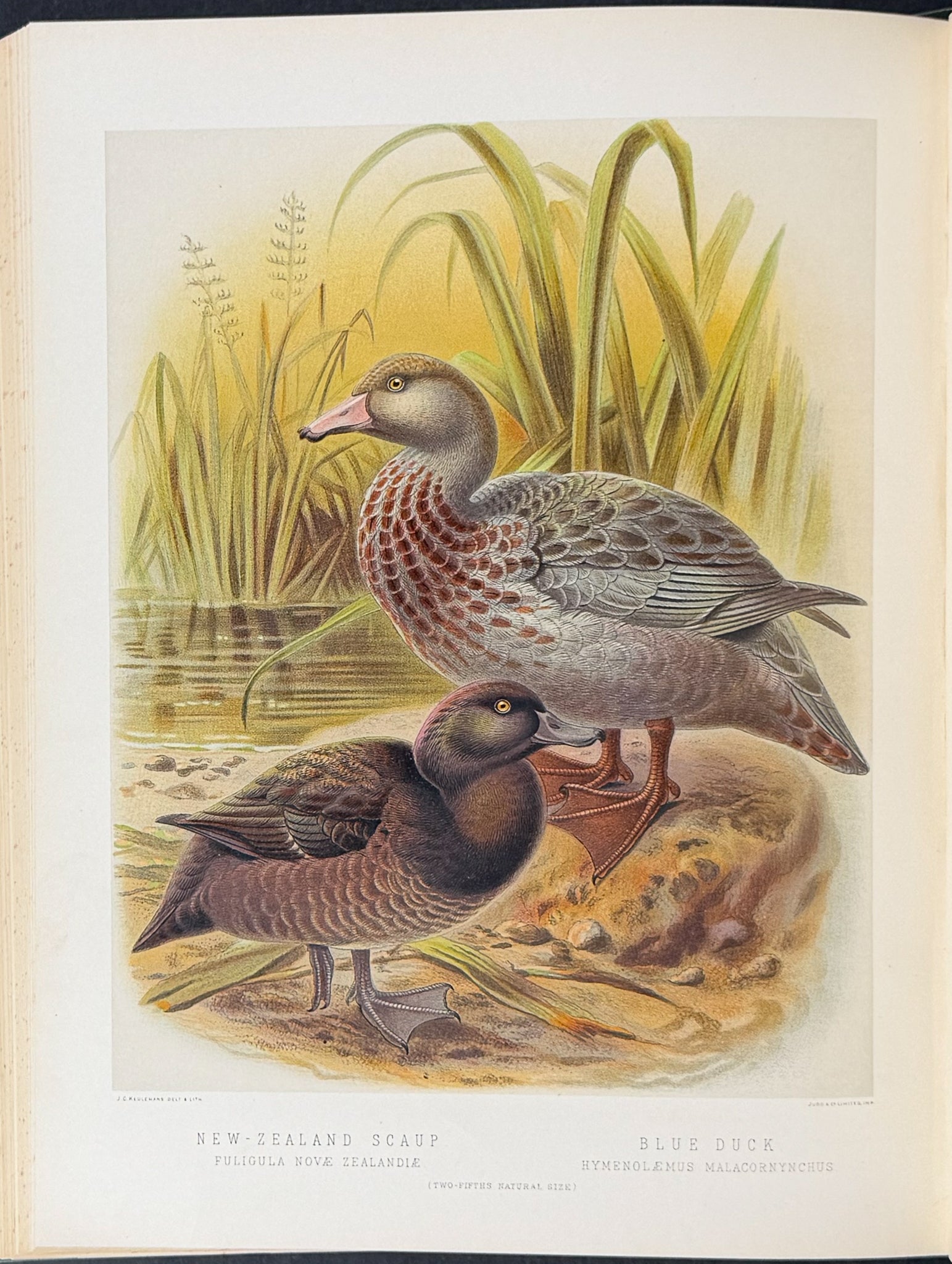 Buller & Keuleman's Birds of New Zealand -Two Volumes with 48 Colored Lithographs