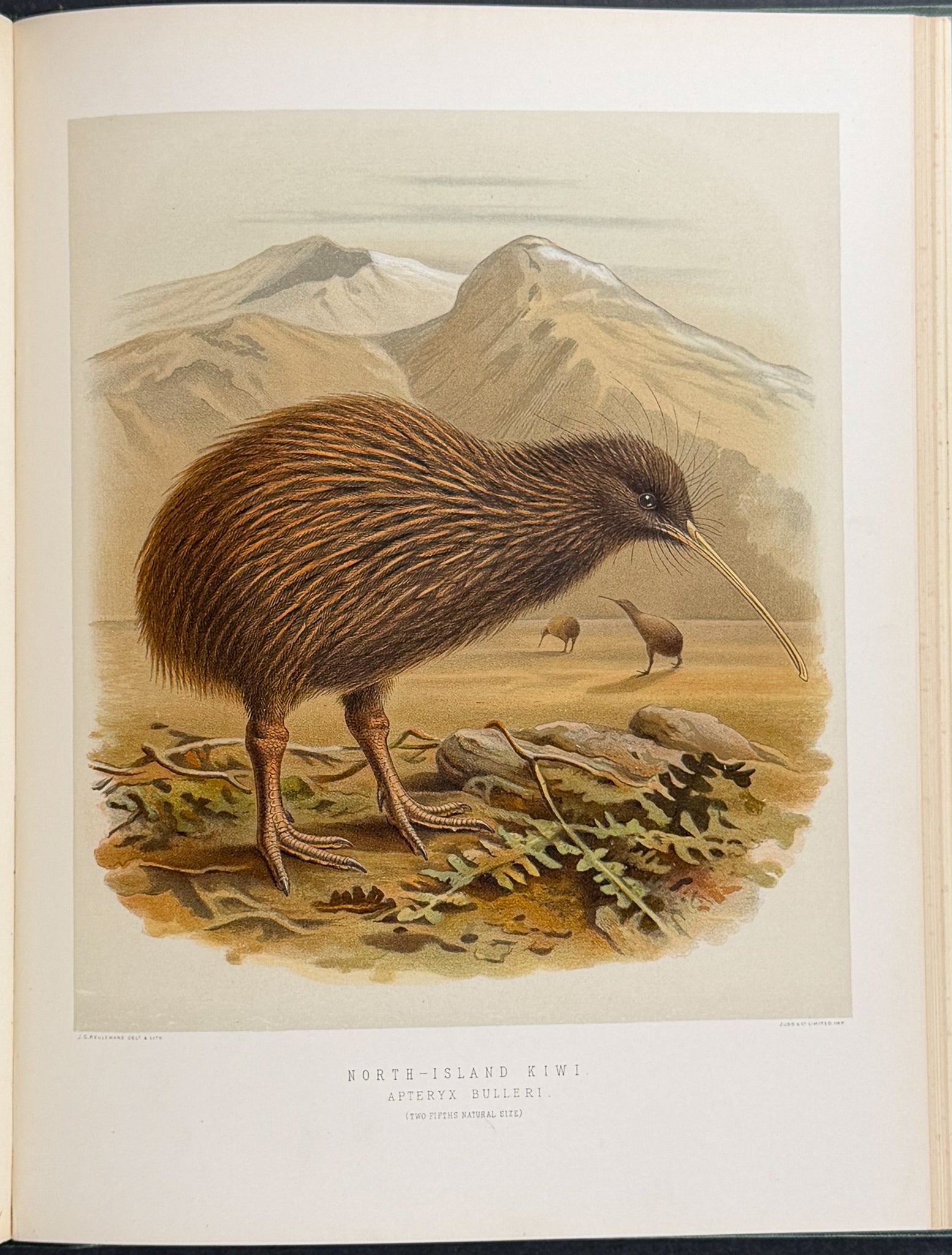Buller & Keuleman's Birds of New Zealand -Two Volumes with 48 Colored Lithographs