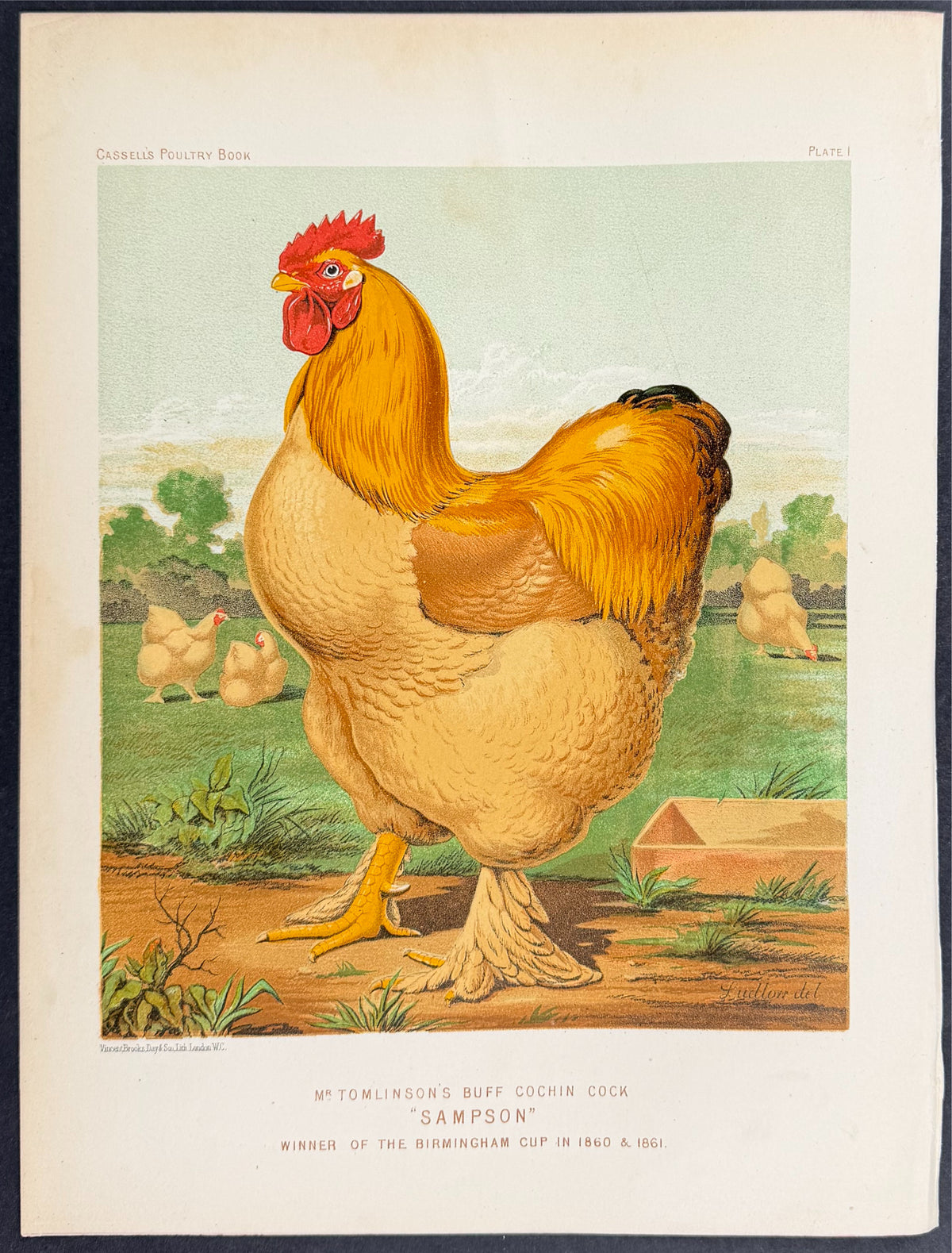 Chicken - Buff Cochin Cock