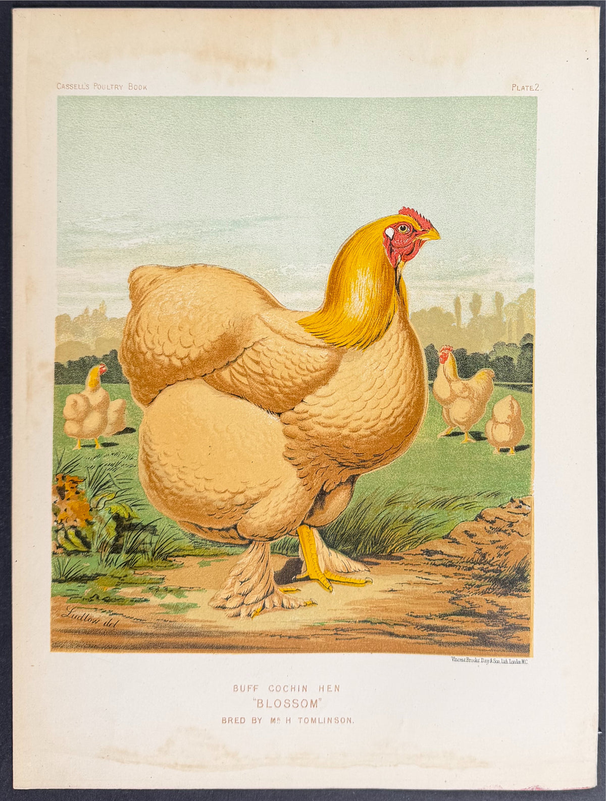Chicken - Buff Cochin Hen 