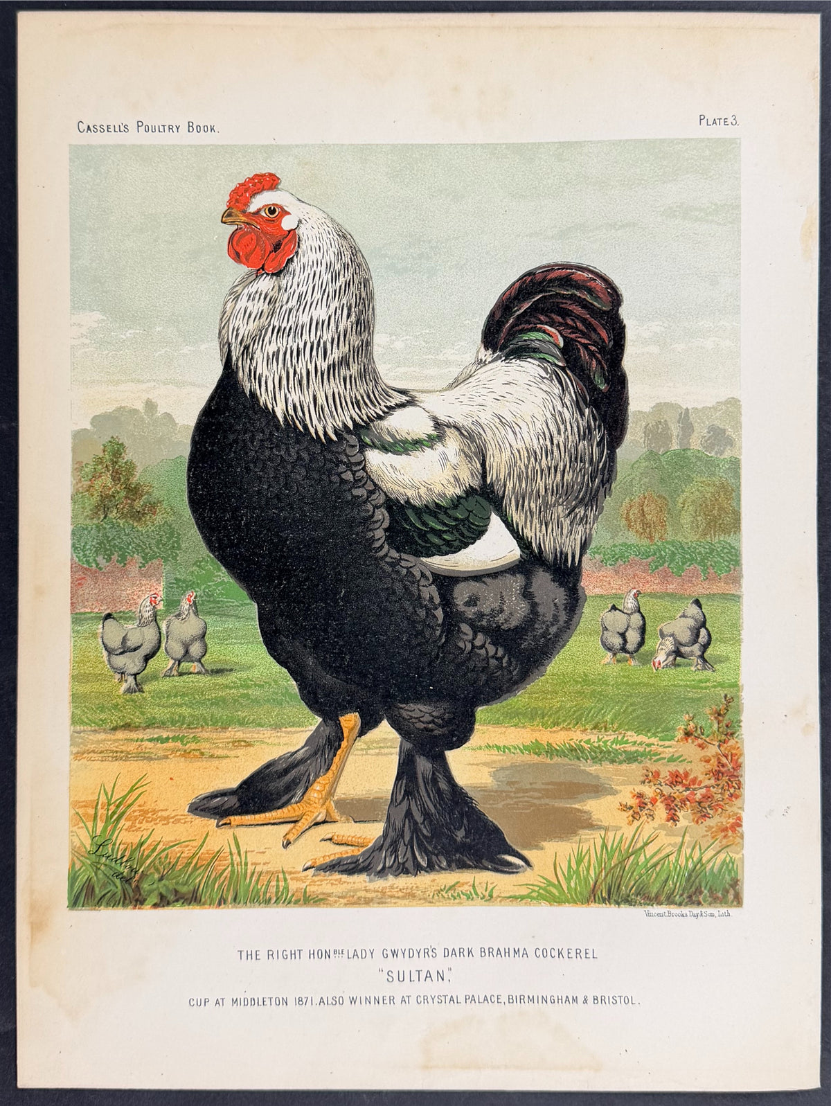 Chicken - Dark Brahma Cockerel