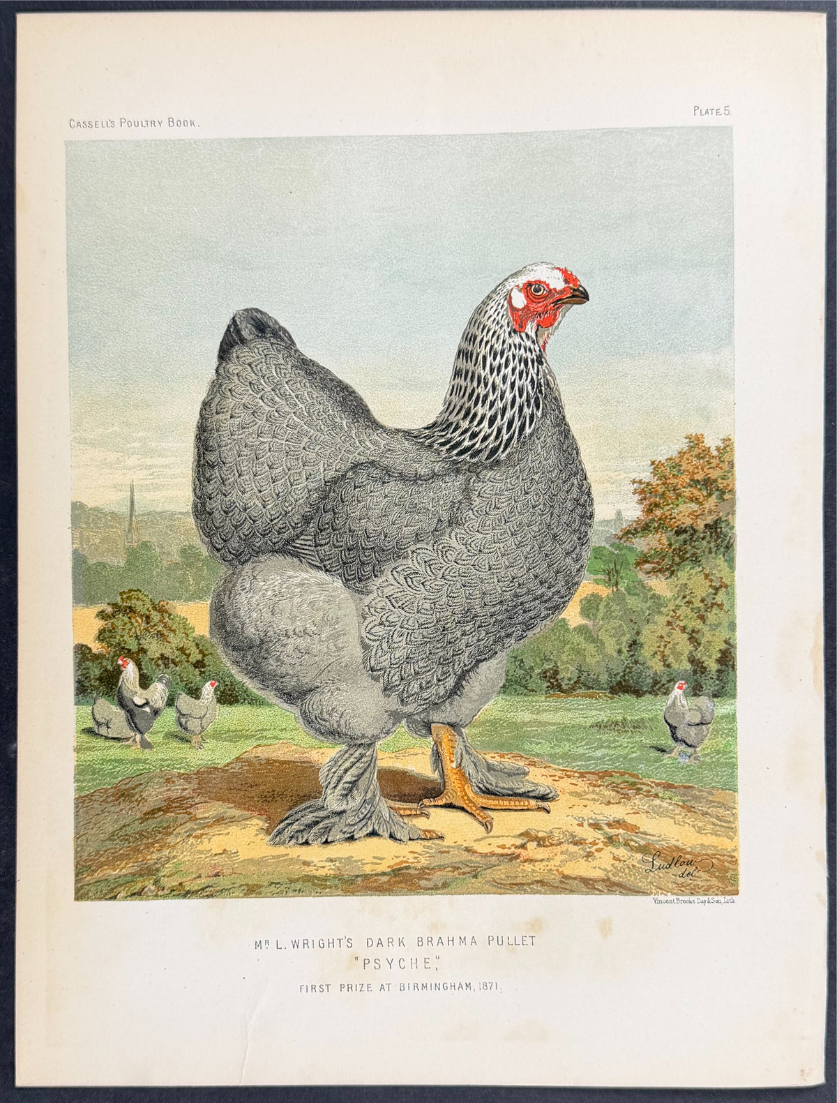 Chicken - Dark Brahma Pullet