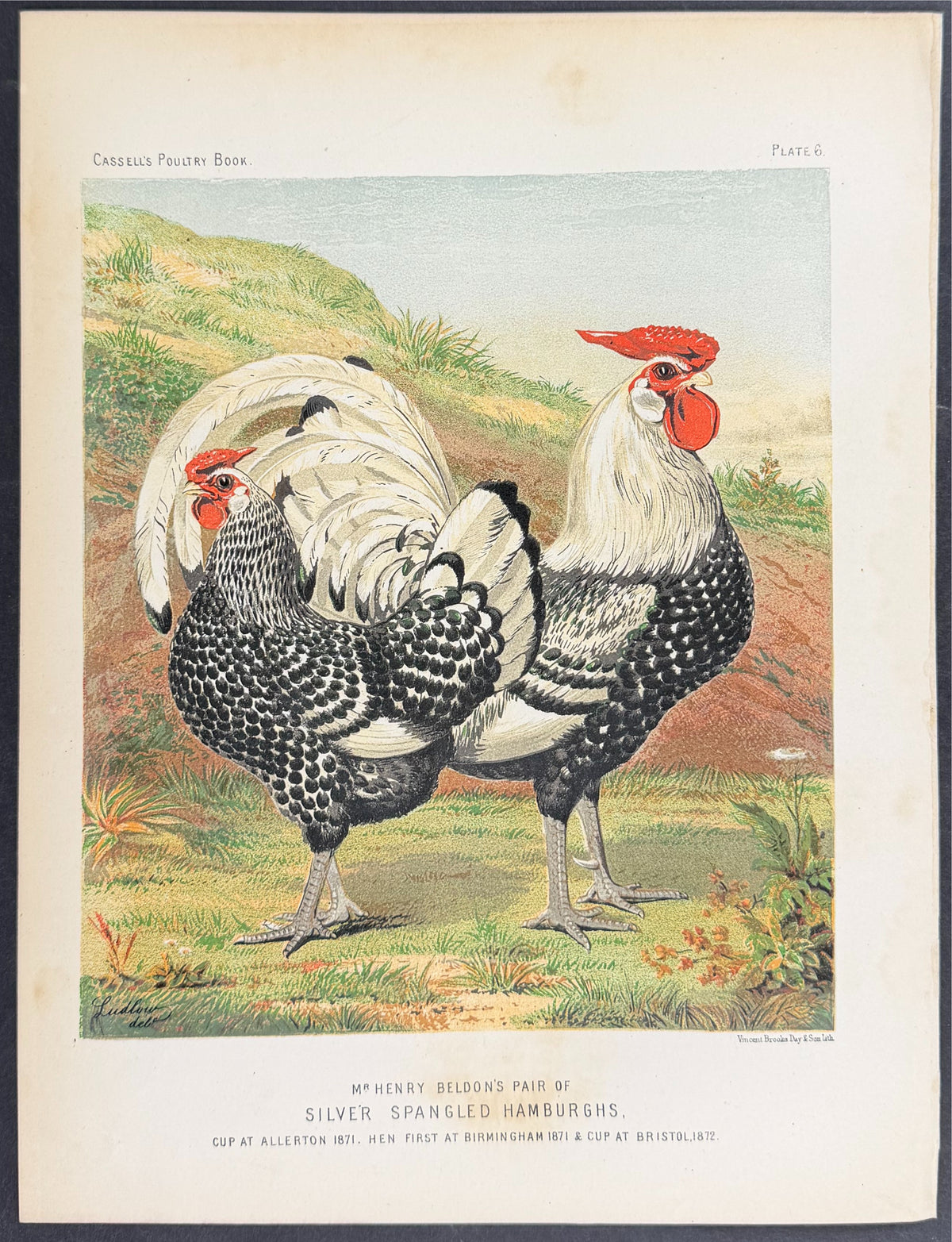 Chicken - Silver Spangled Hamburghs