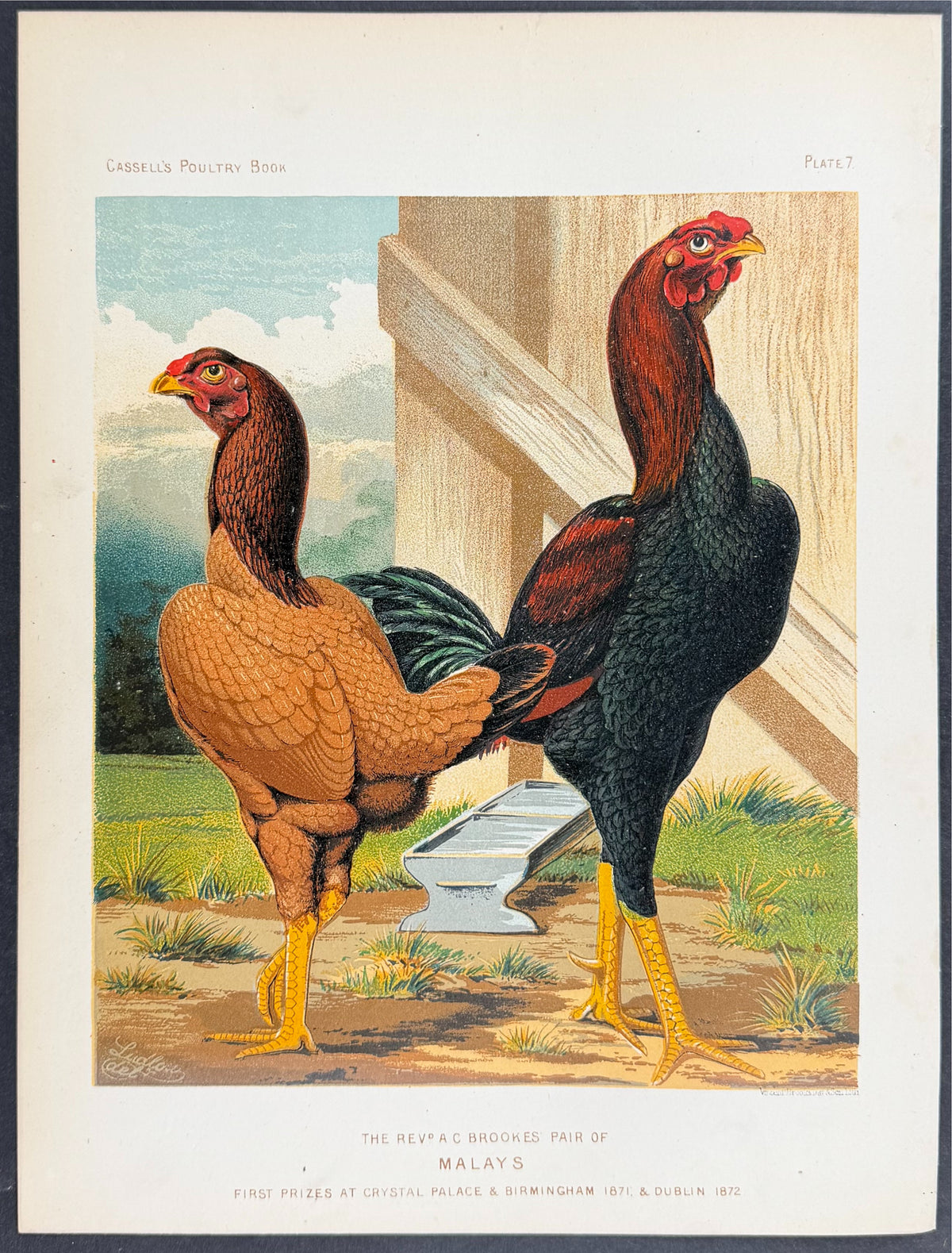 Chicken - Pair of Malays