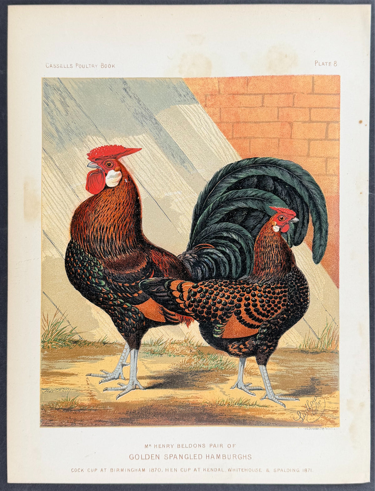 Chicken - Pair of Golden Spangled Hamburghs