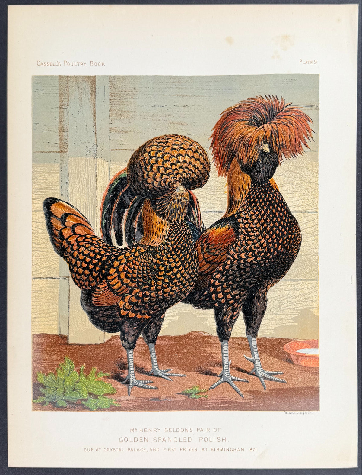 Chicken - Pair of Golden Spangled Polish