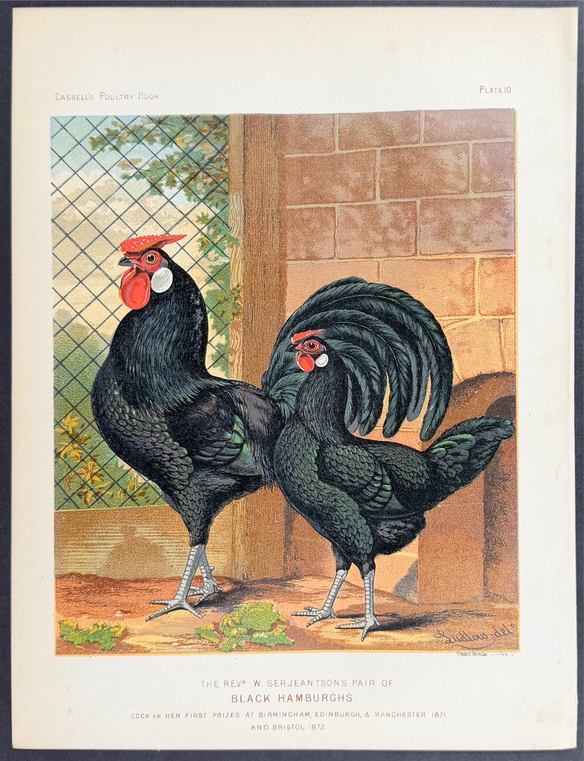 Chicken - Pair of Black Hamburghs