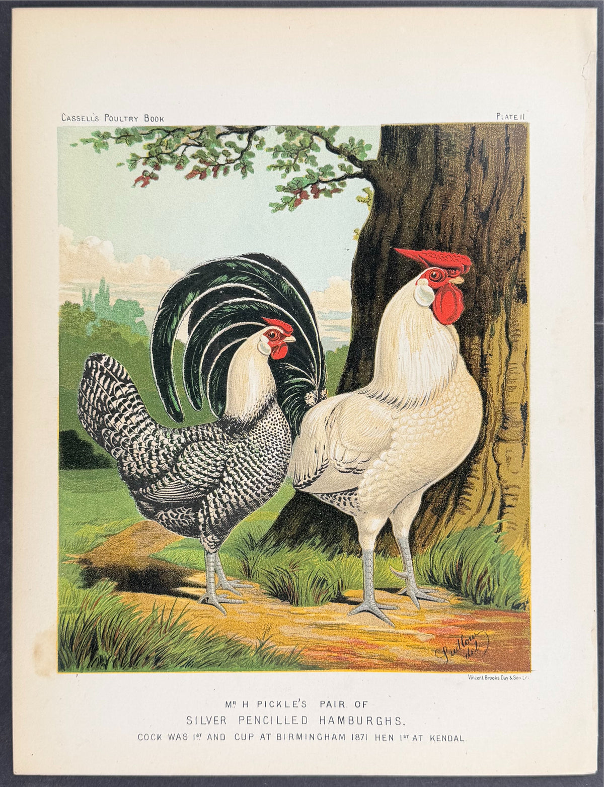 Chicken - Pair of Silver Silver Pencilled Hamburghs