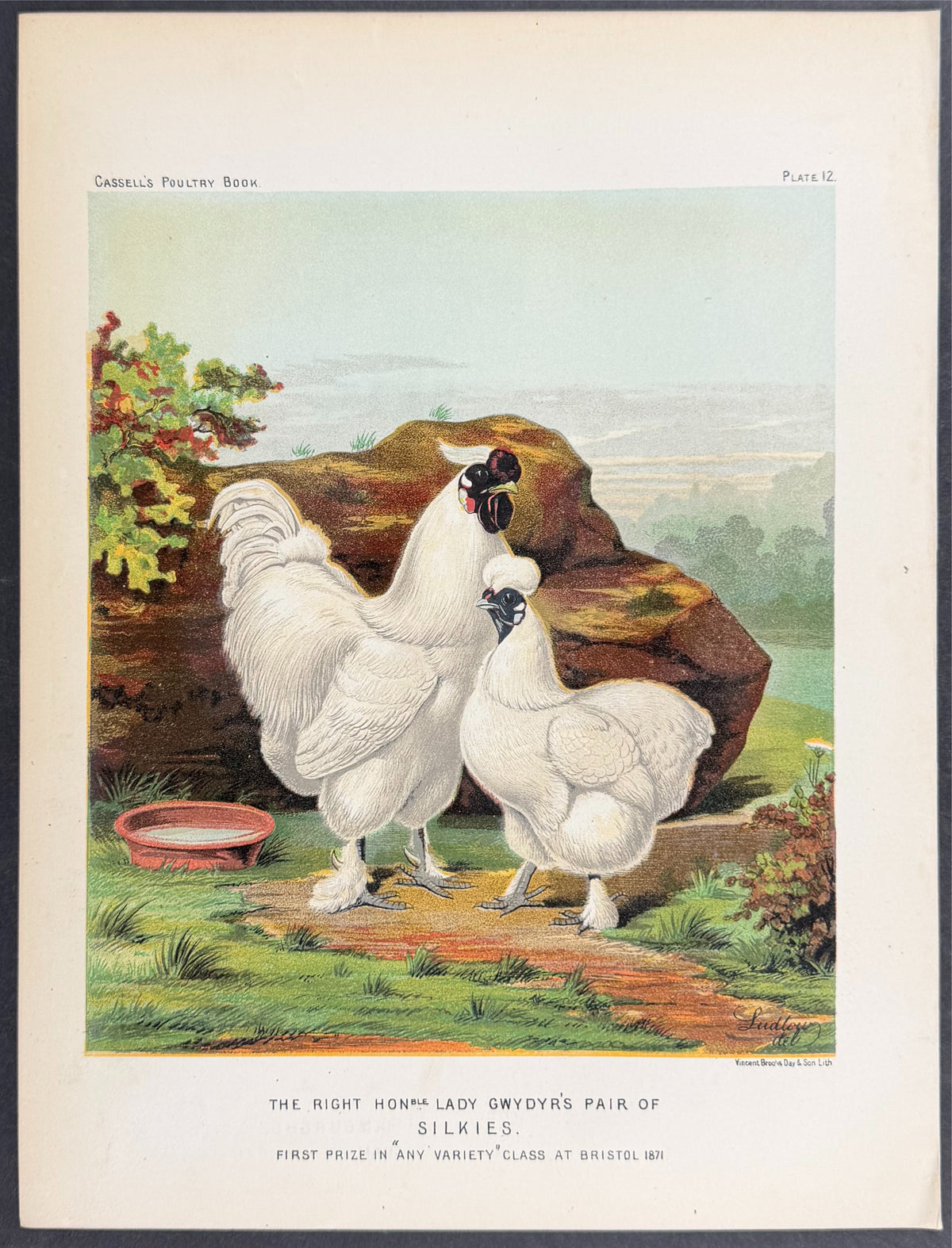 Chicken - Pair of Silkies
