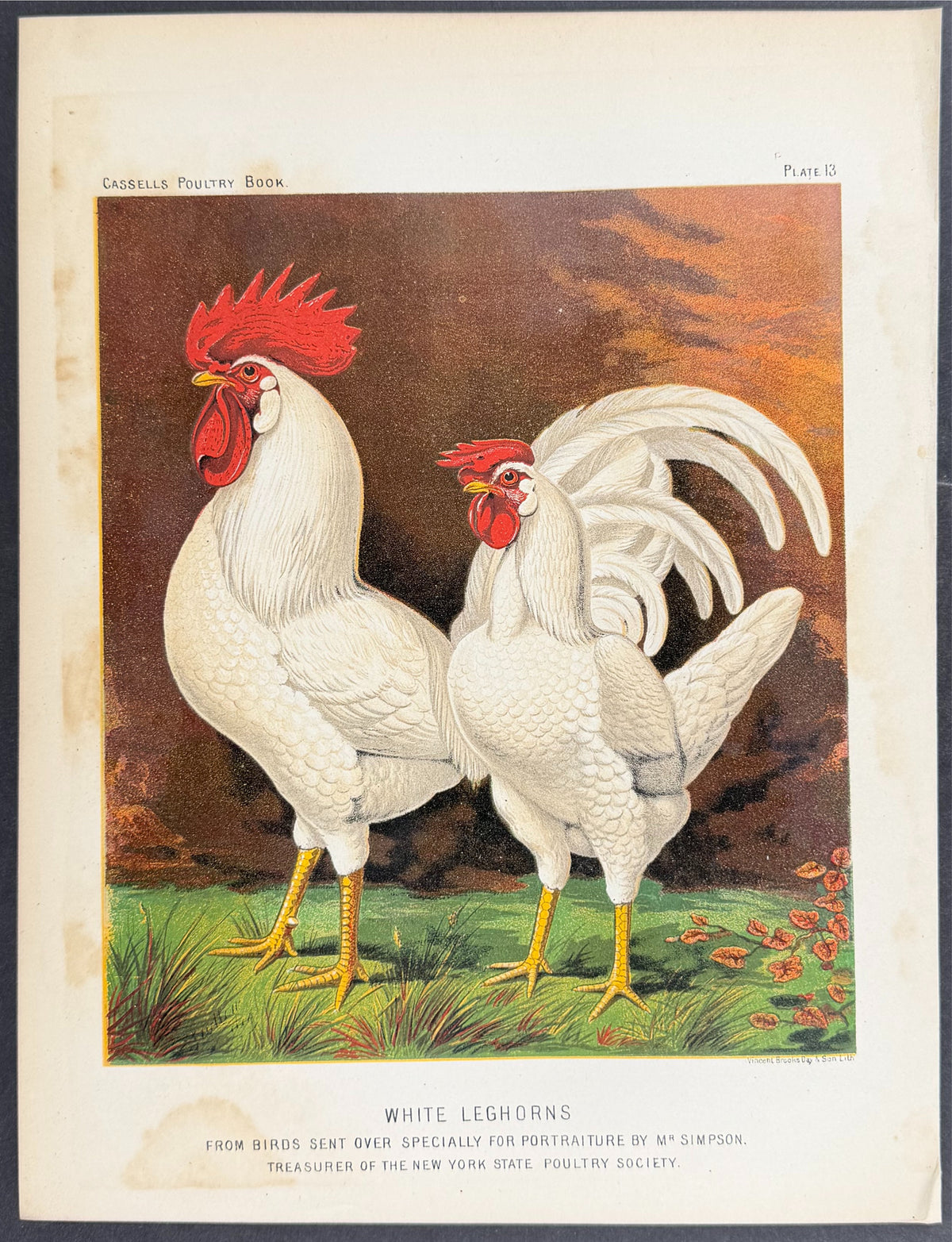 Chicken - White Leghorns