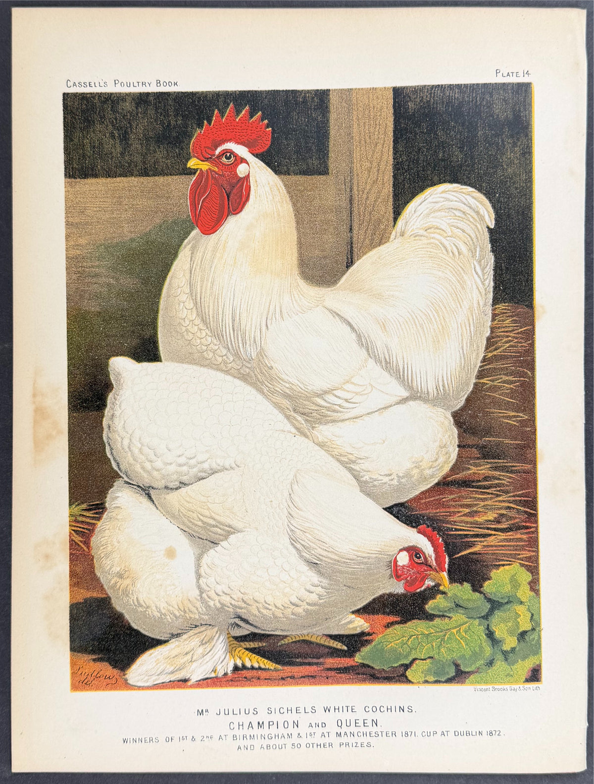 Chicken - White Cochins