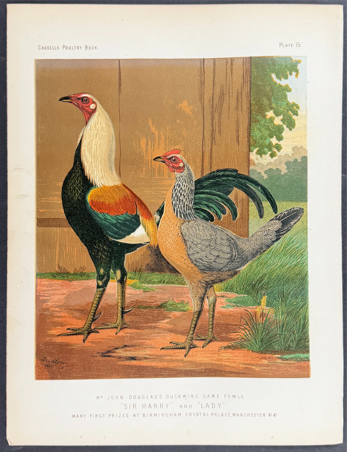 Chicken - Duckwing Game Fowls