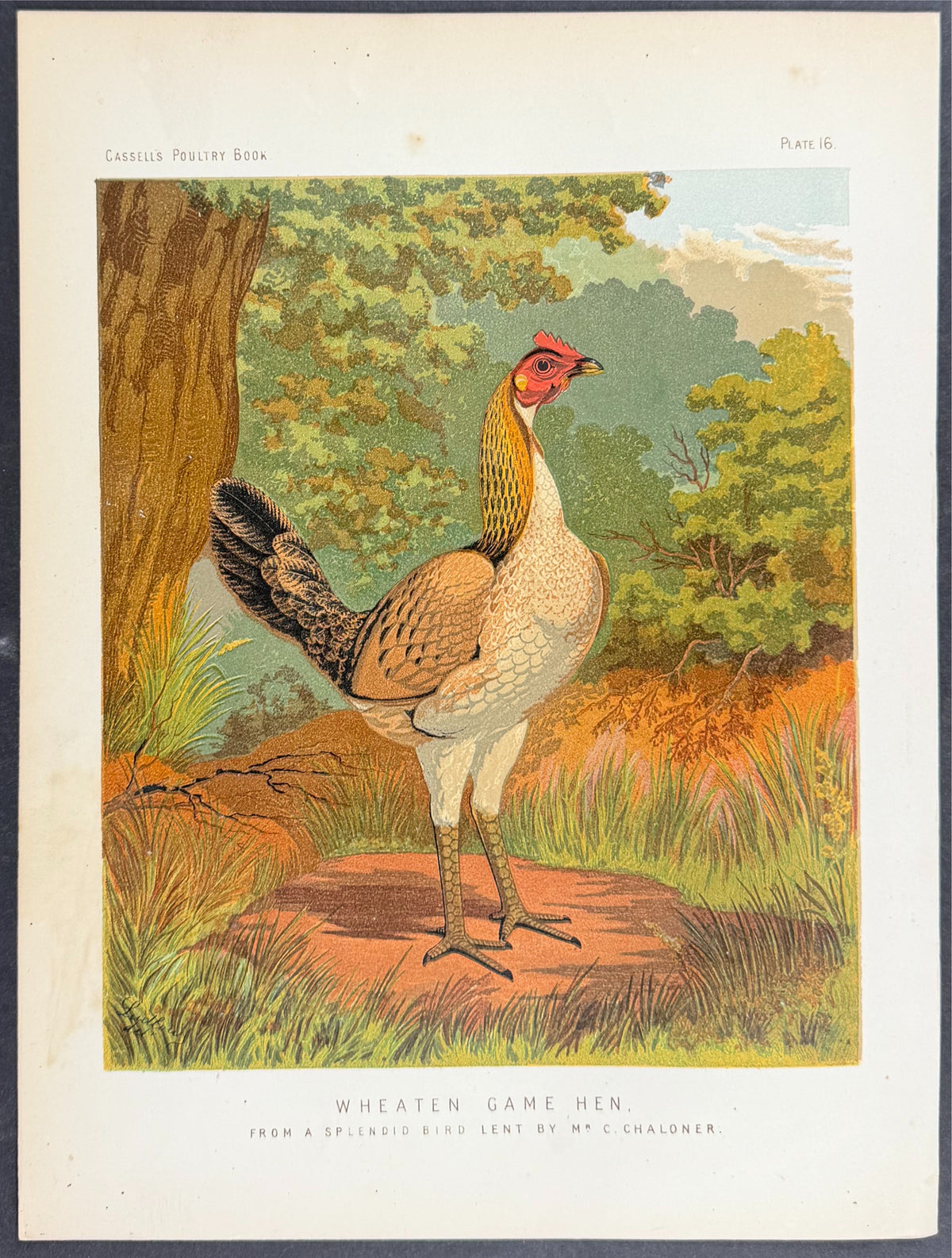 Chicken -  Wheaten Game Hen