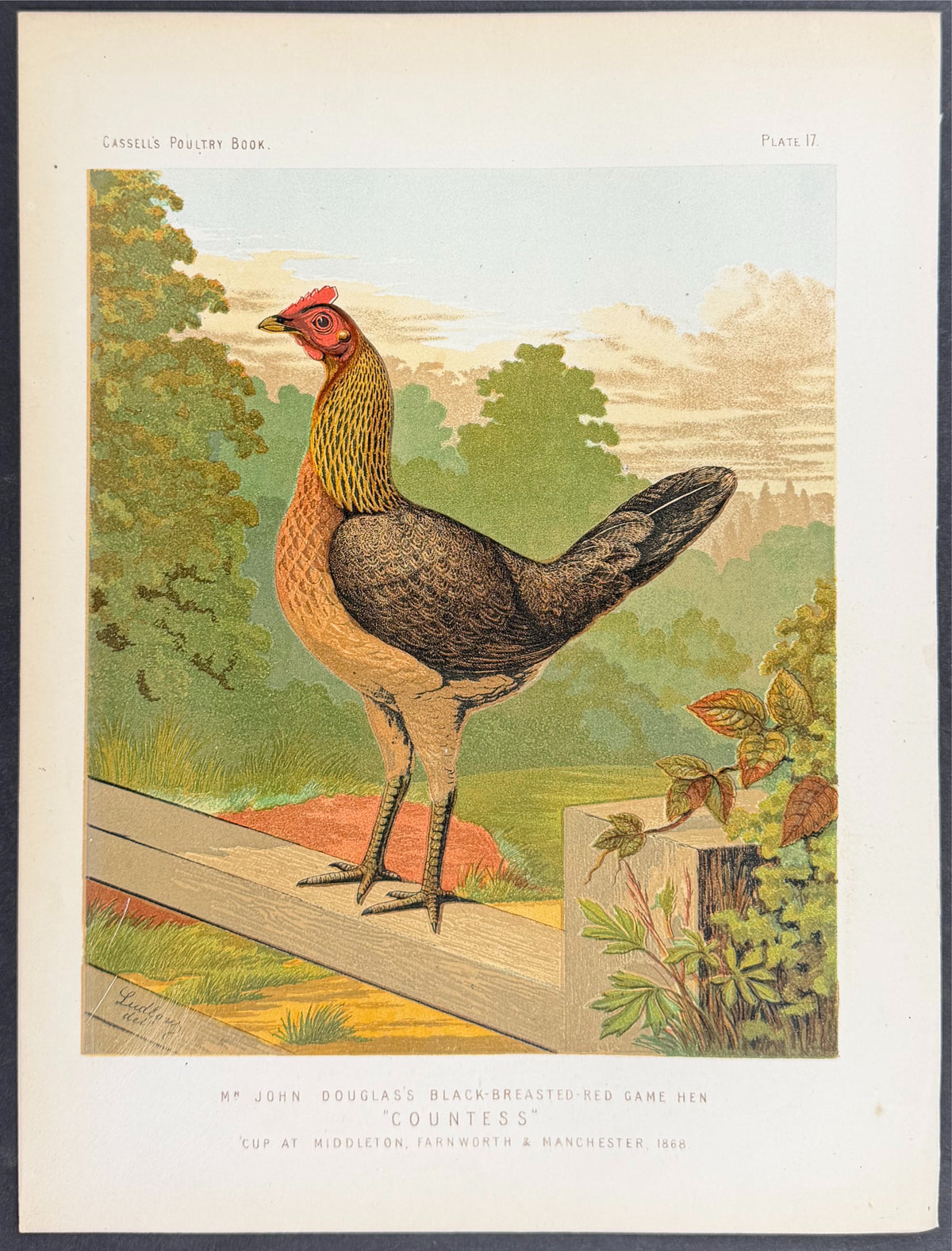 Chicken - Black-Breasted-Red Game Hen 