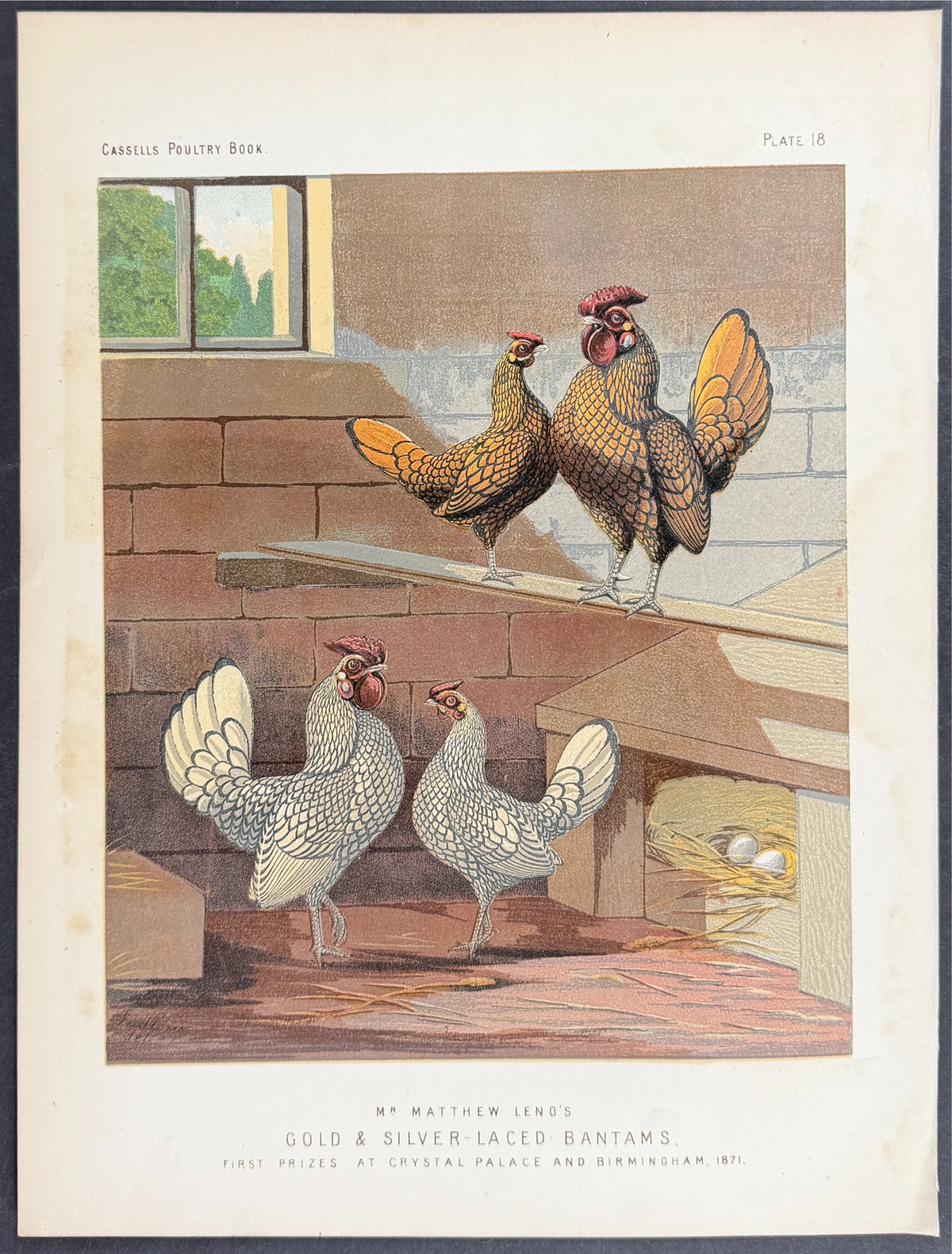 Chicken - Gold and Silver-Laced Bantams