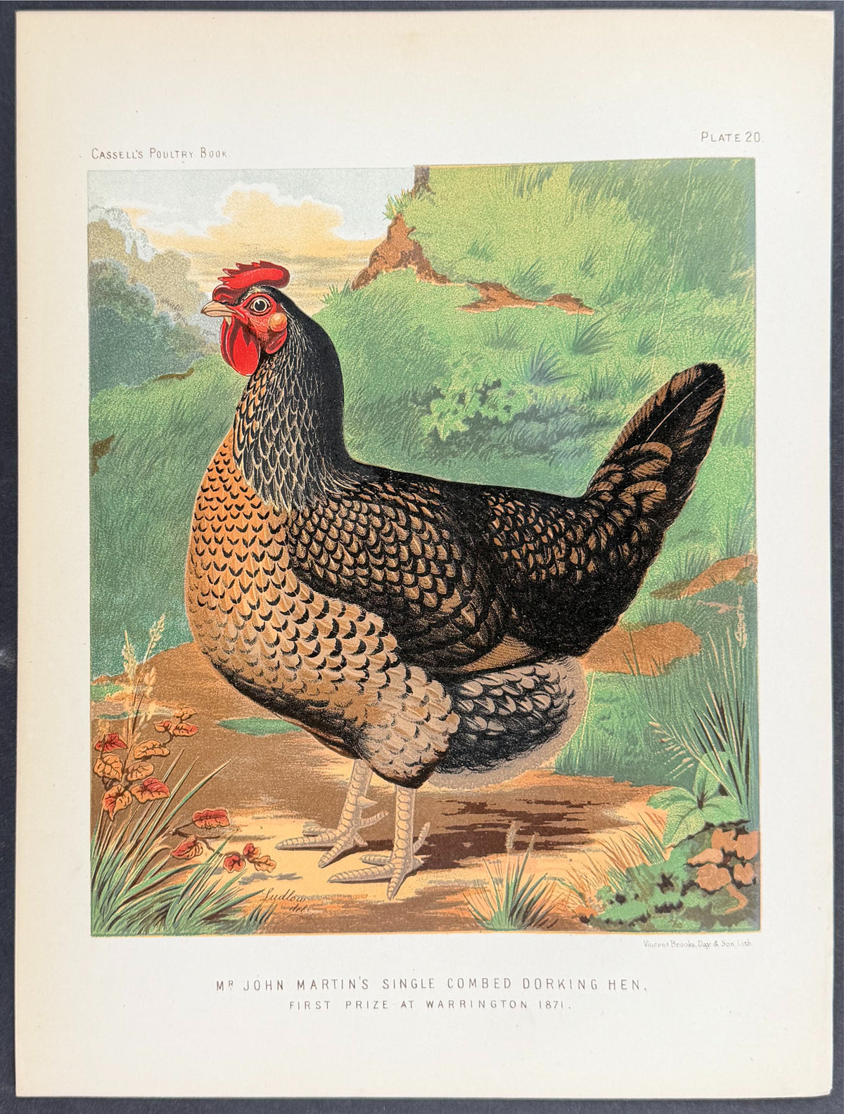 Chicken - Single Combed Dorking Hen