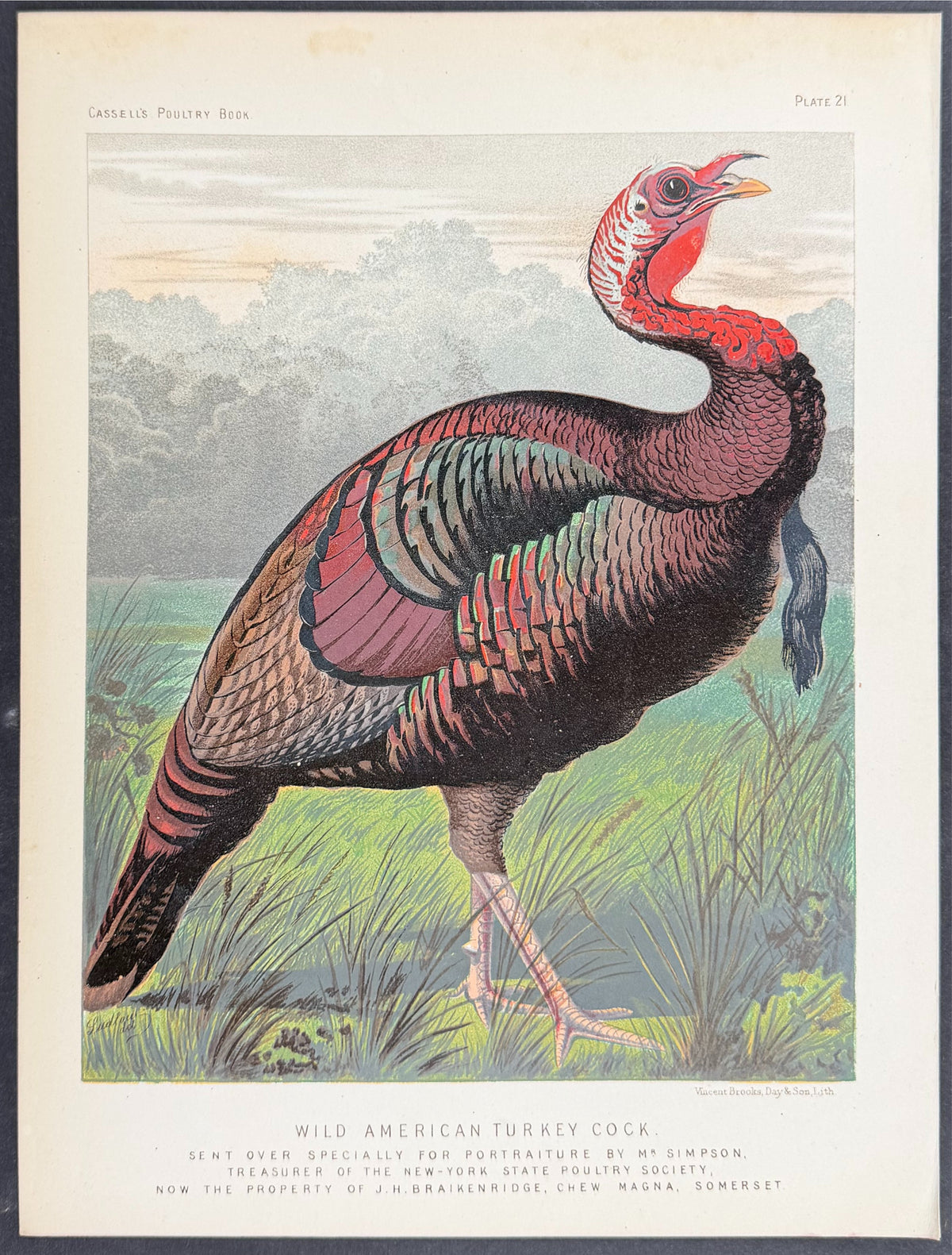 Wild American Turkey Cock