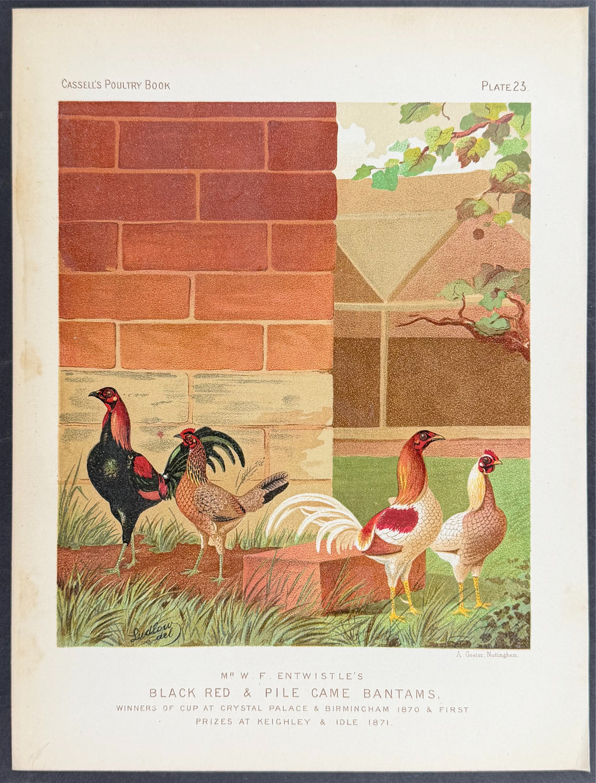 Chicken - Black and Red Pile Game Bantams