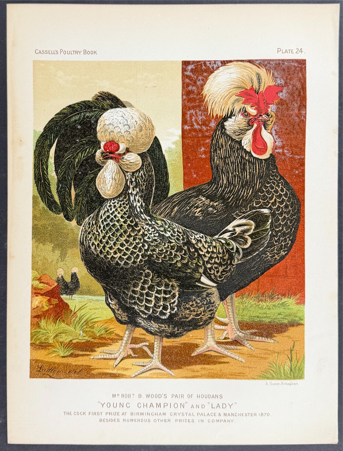 Chicken - Pair of Houdans