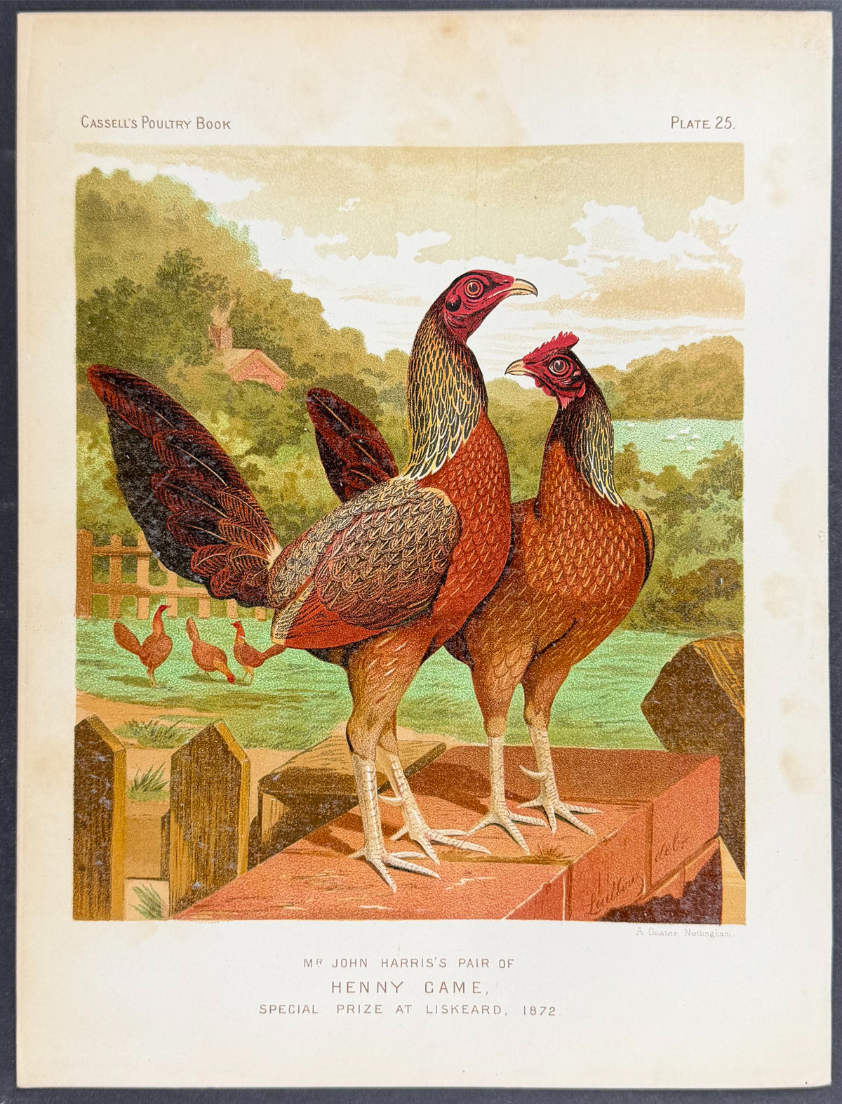 Chicken - Pair of Henny Game