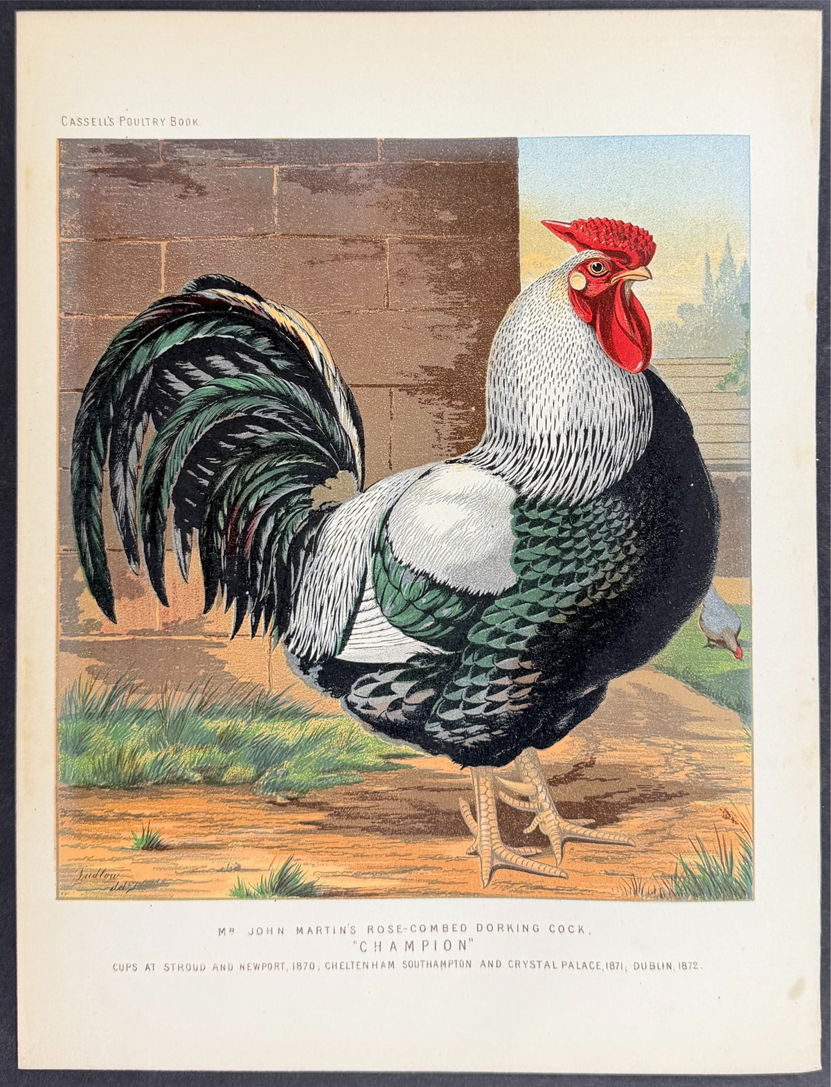Chicken - Rose-Combed Dorking Cock
