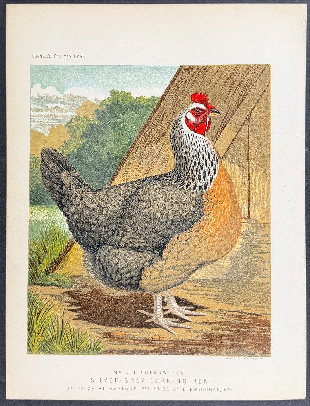 Chicken - Silver-Grey Dorking Hen