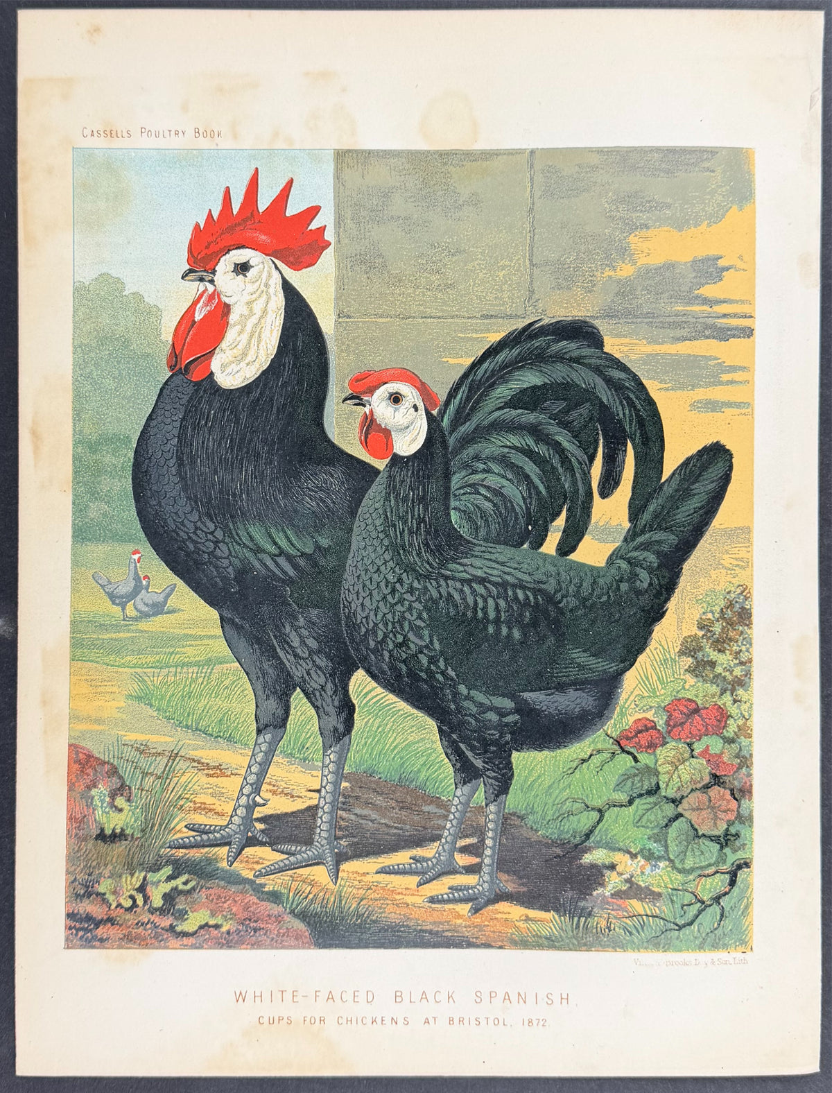 Chicken - White-Faced Black Spanish