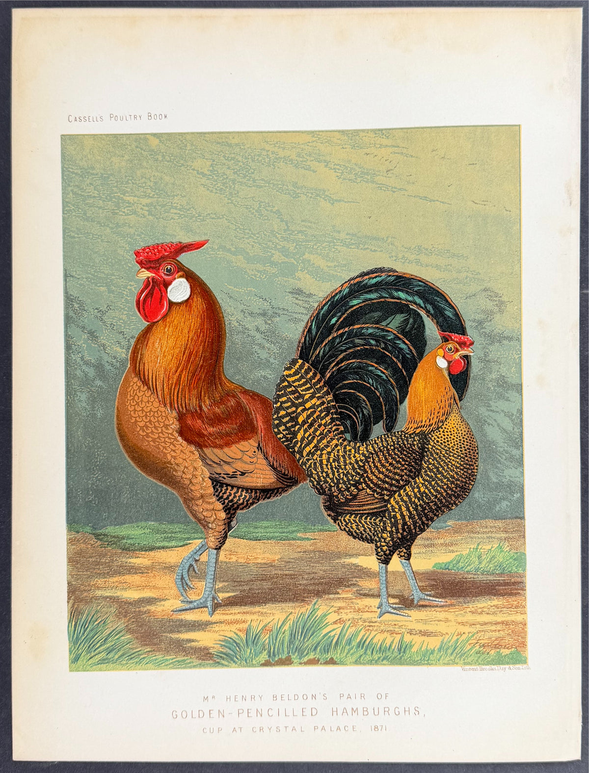 Chicken - Pair of Gold-Pencilled Hamburghs