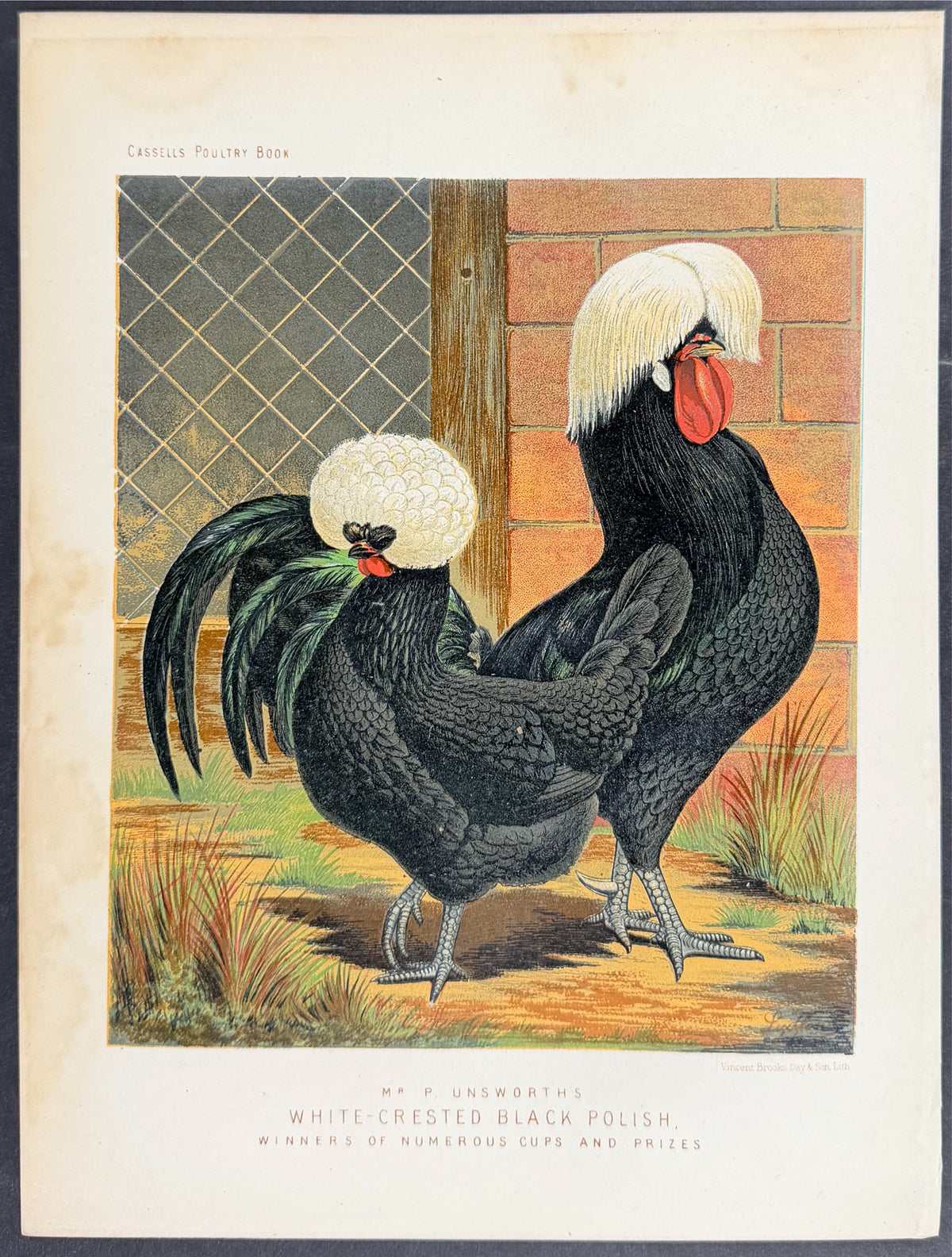 Chicken - White-Crested Black Polish