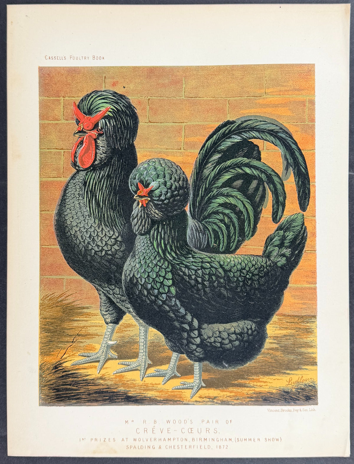Chicken - Pair of Creve-Couers