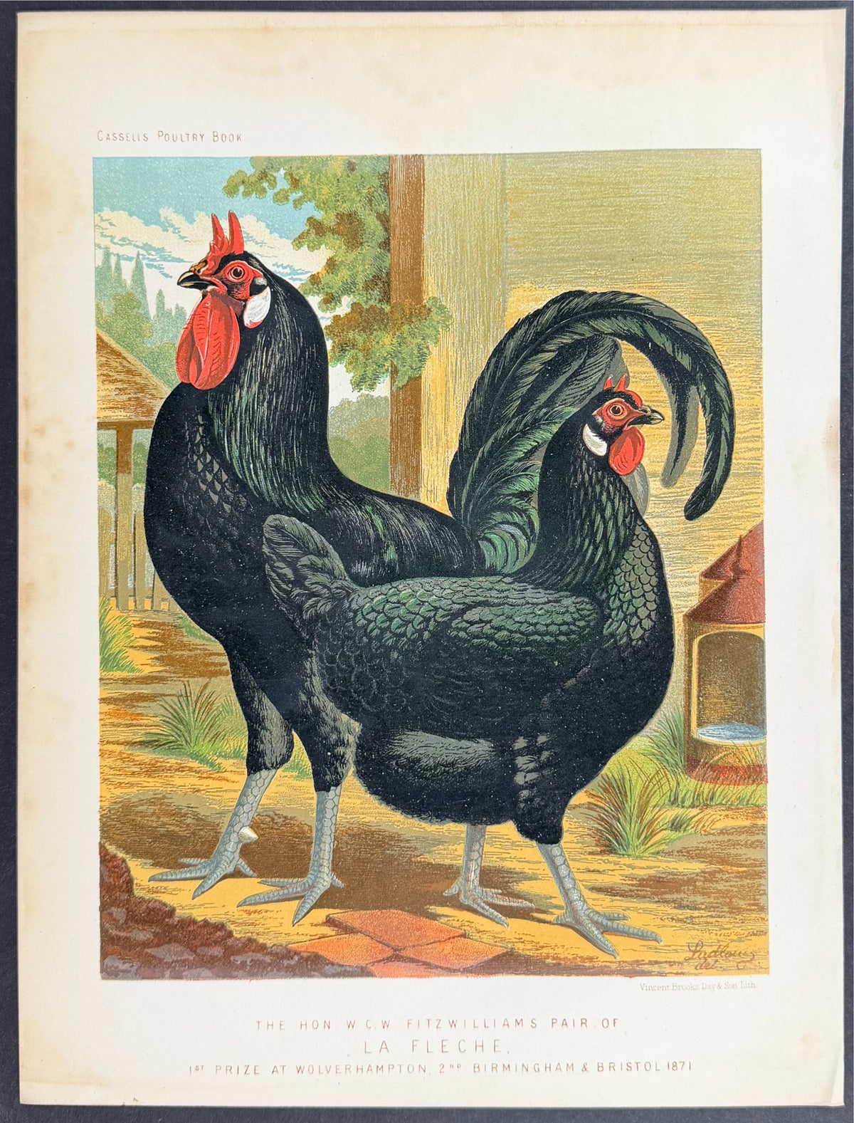 Chicken - Pair of La Fleche