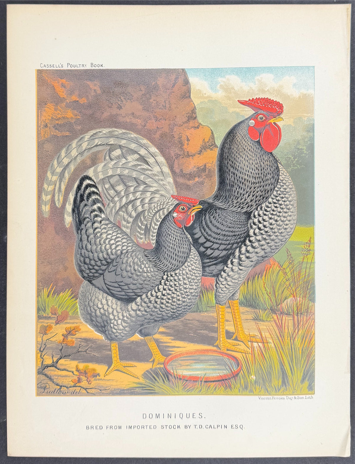 Chicken - Dominiques