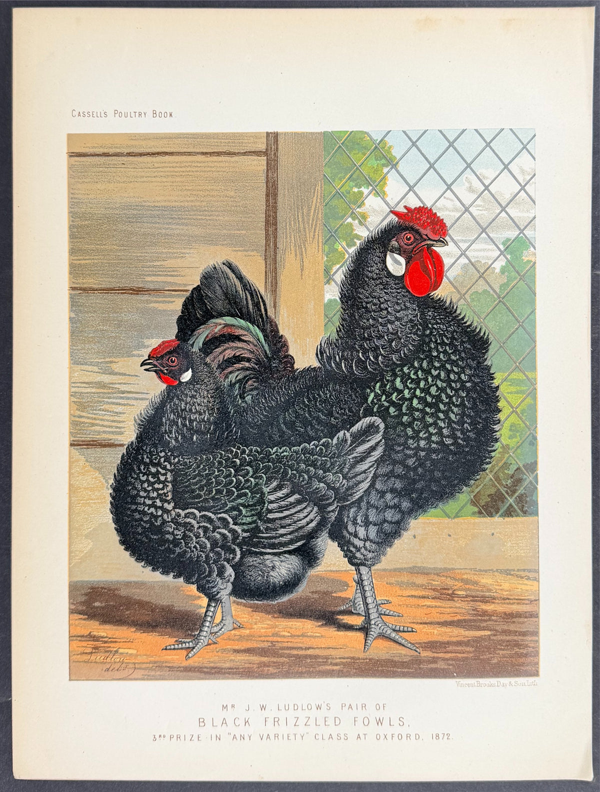 Chicken - Pair of Black Frizzled Fowls