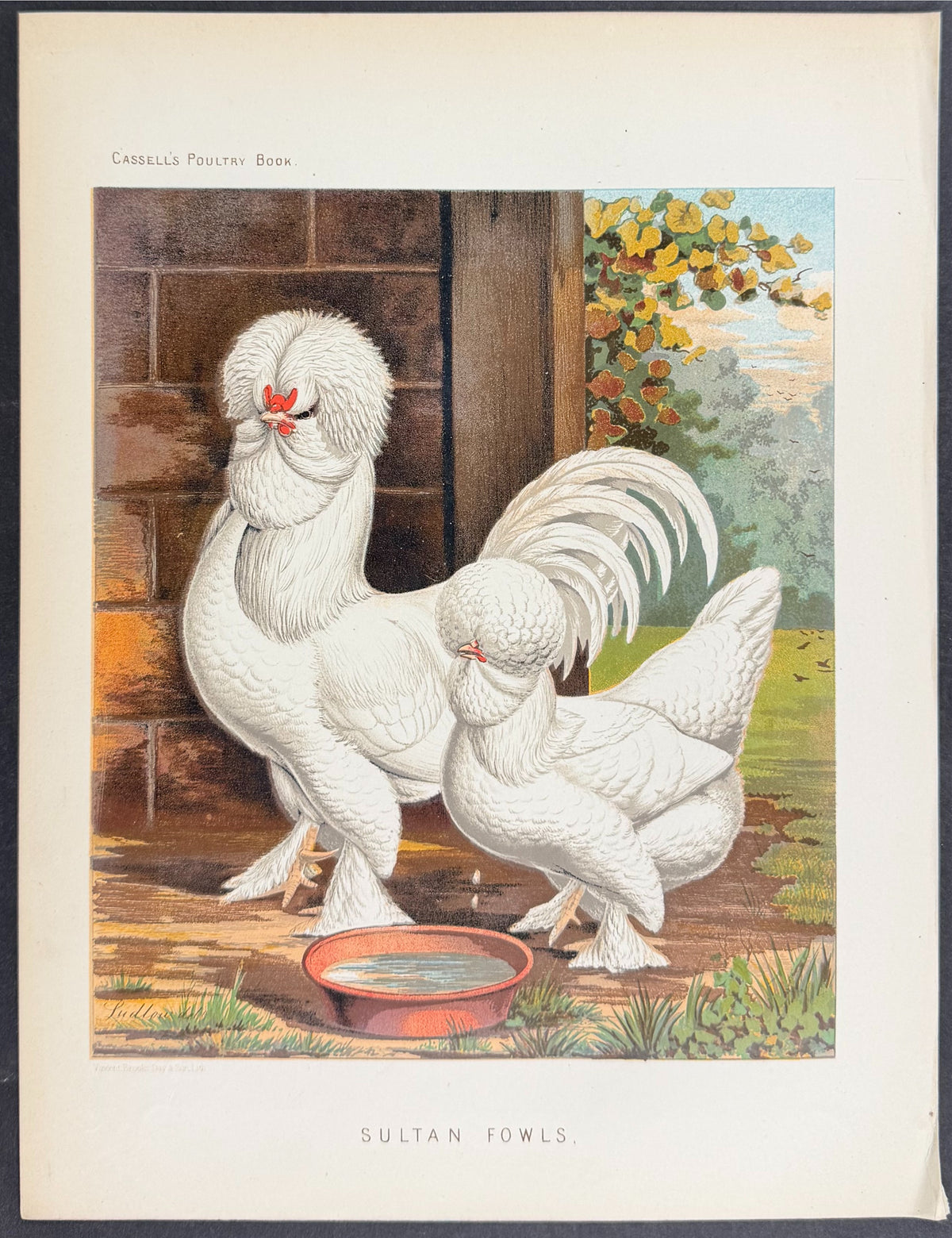 Chicken - Sultan Fowls