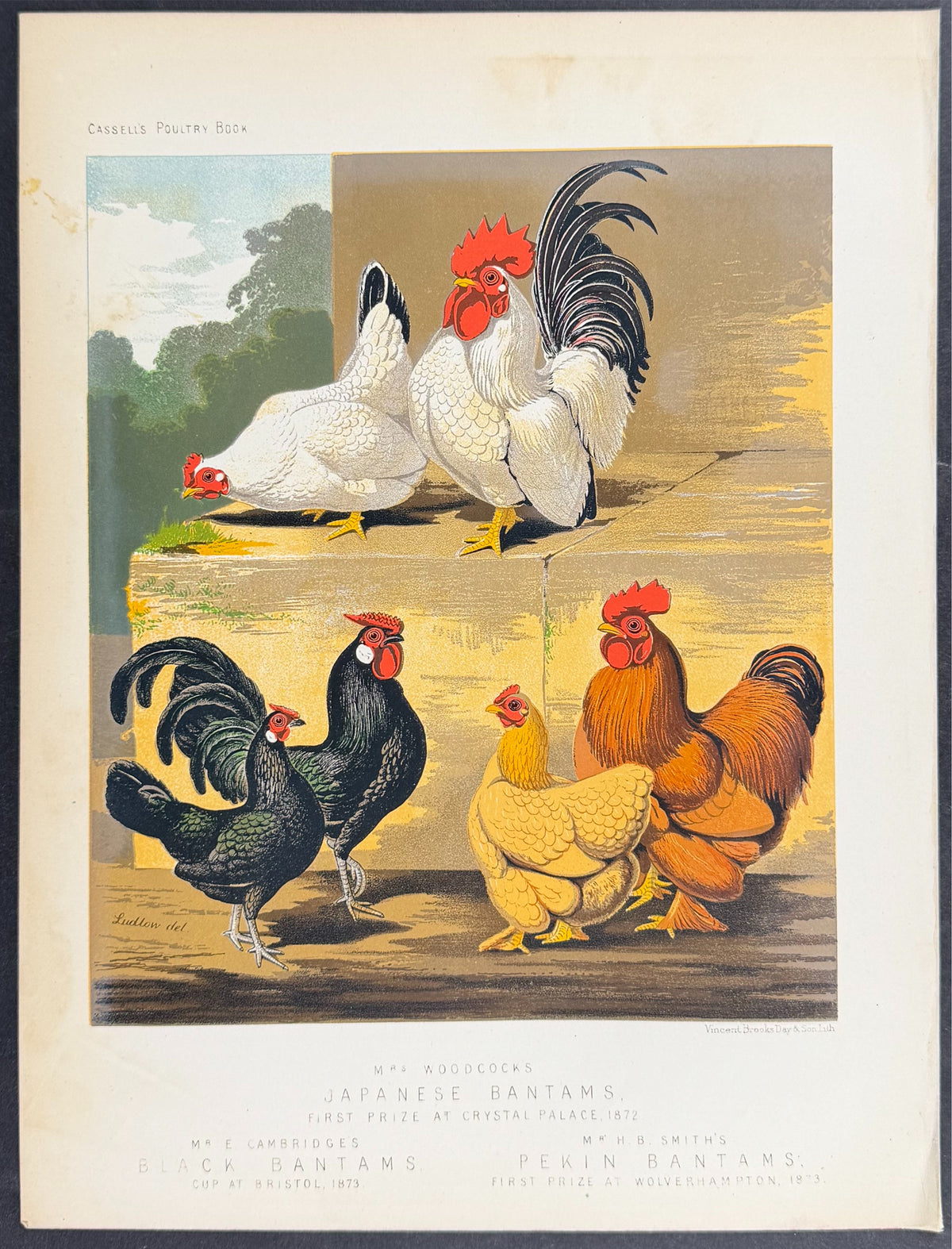 Chicken - Japanese Bantams, Black Bantams, & Pekin Bantams