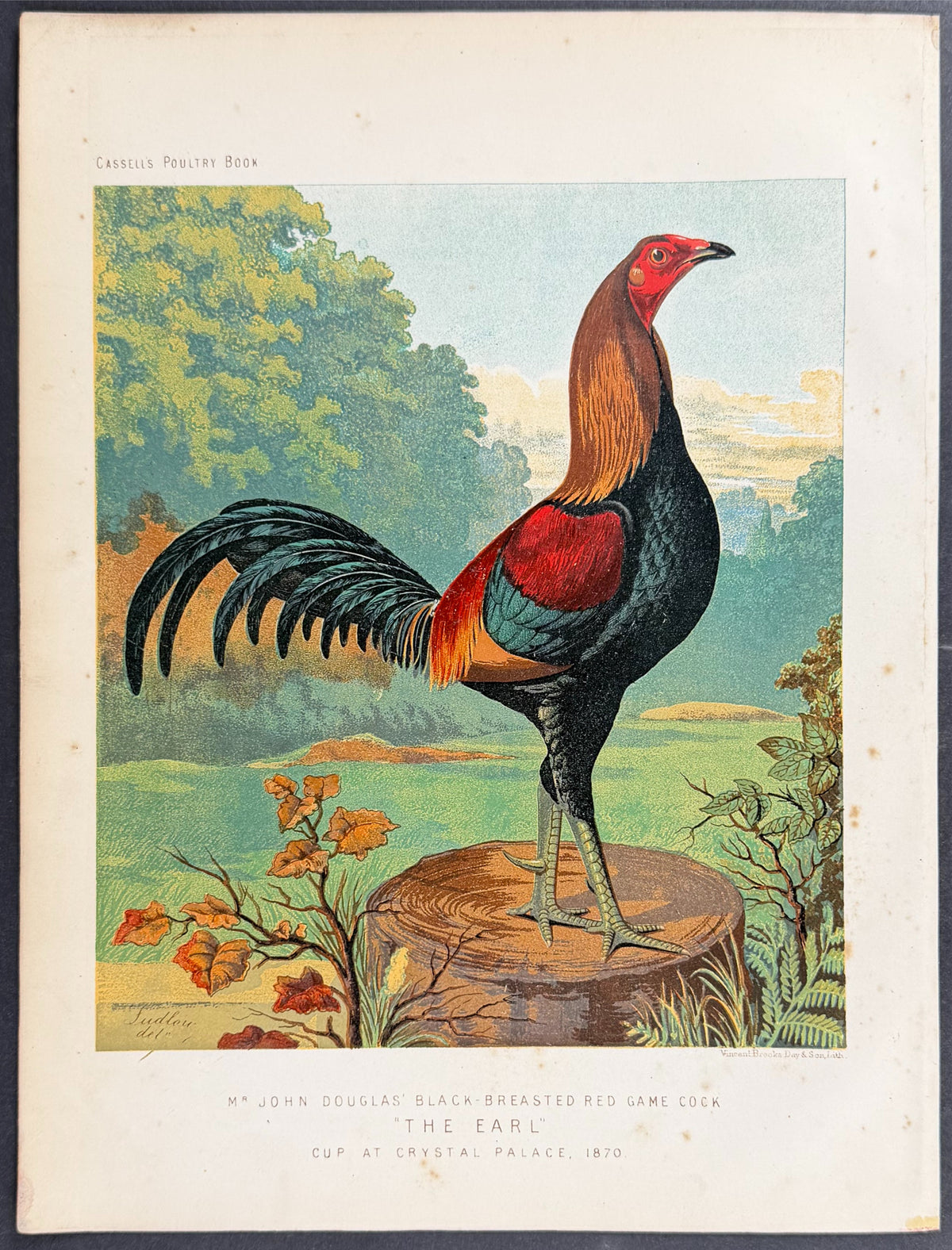 Chicken - Black-Breasted Red Game Cock